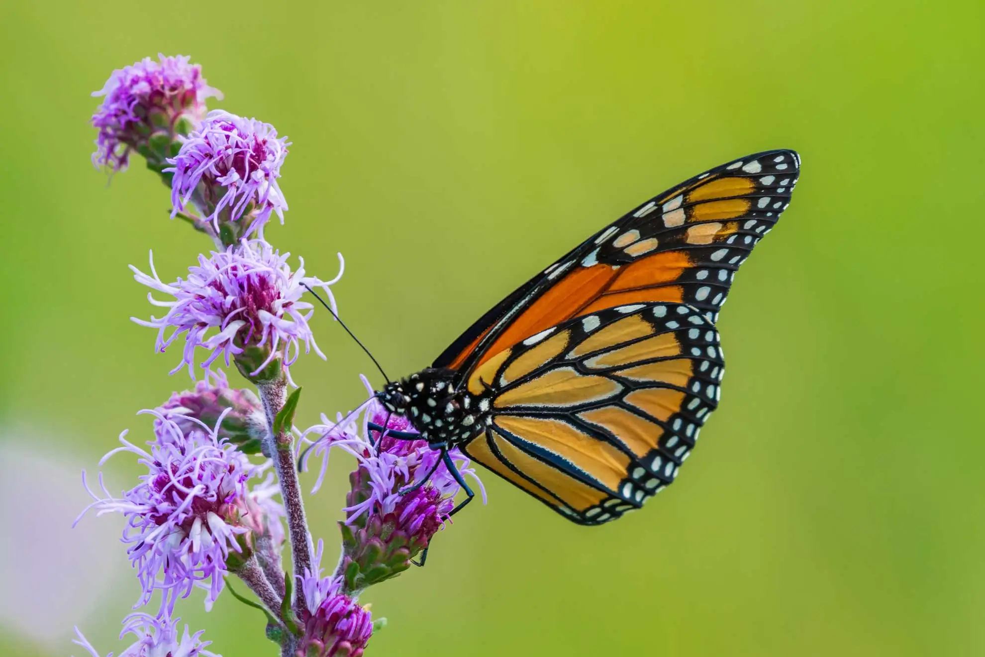 Rocky Mountain blazing star’s fluffy purple flowers with a monarch butterfly feeding