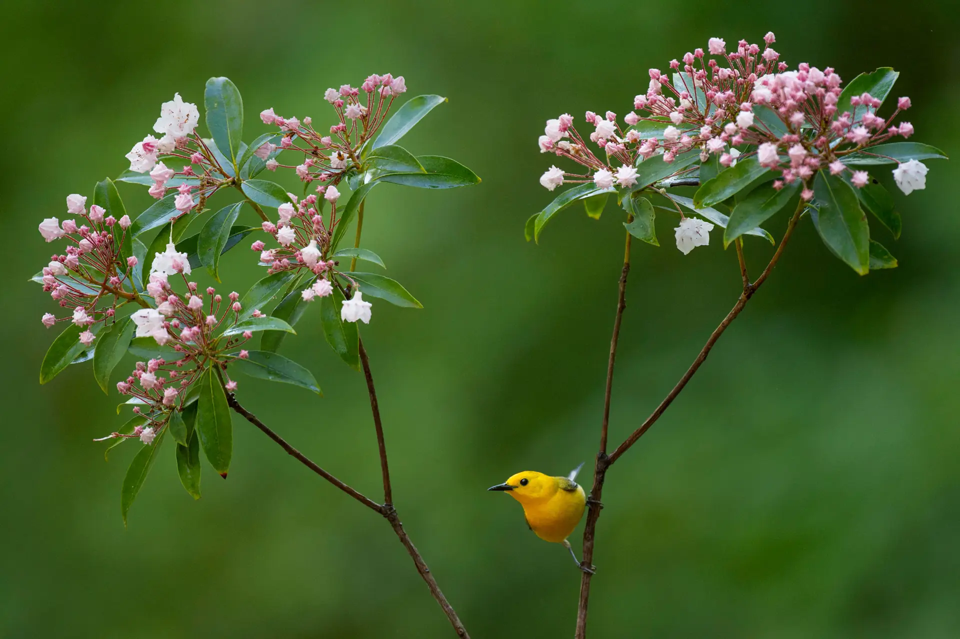Prothonotary warbler, bright yellow, perched below pink mountain laurel buds and flowers