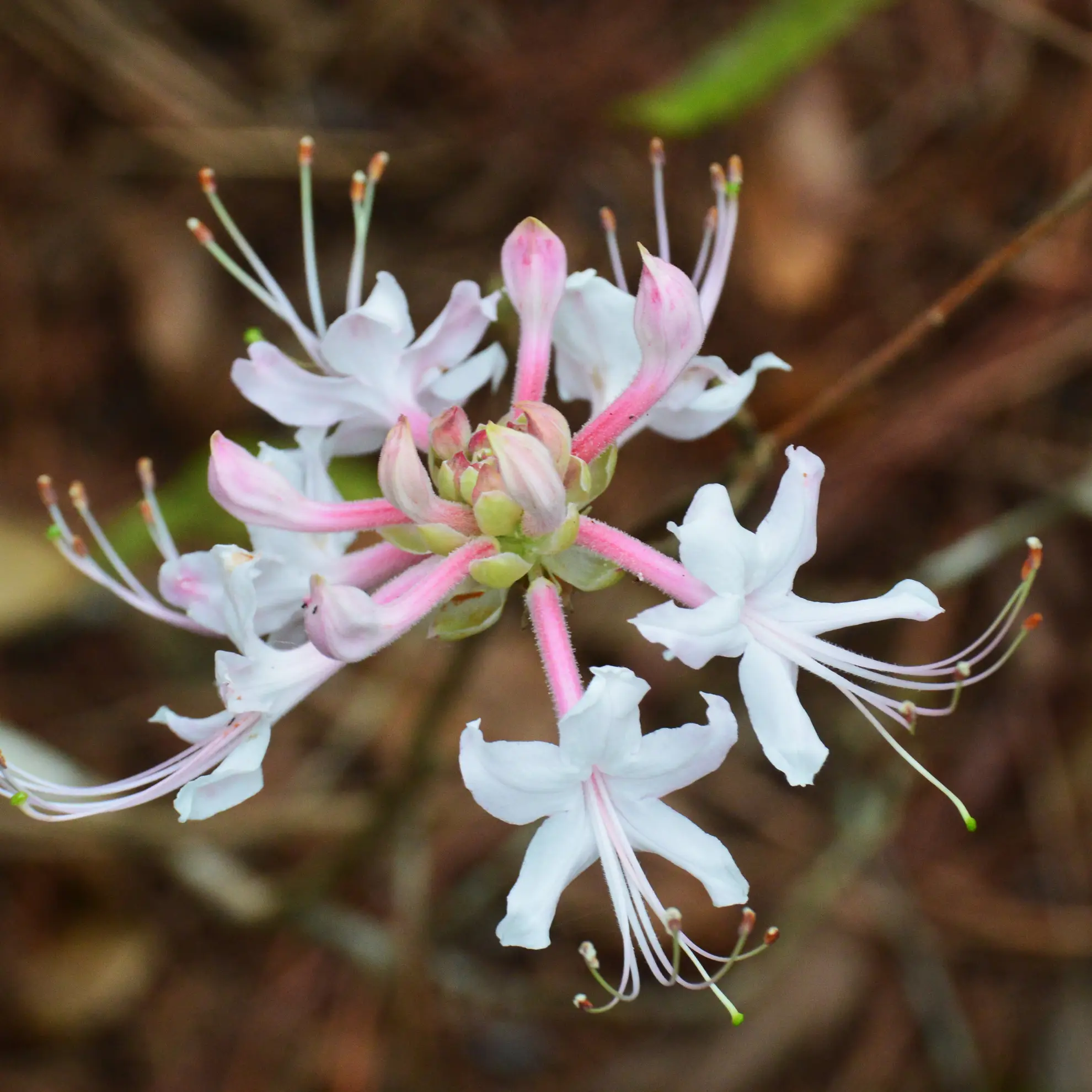 Piedmont azalea, white flowers with pink tubes and long stamens opening from pink buds