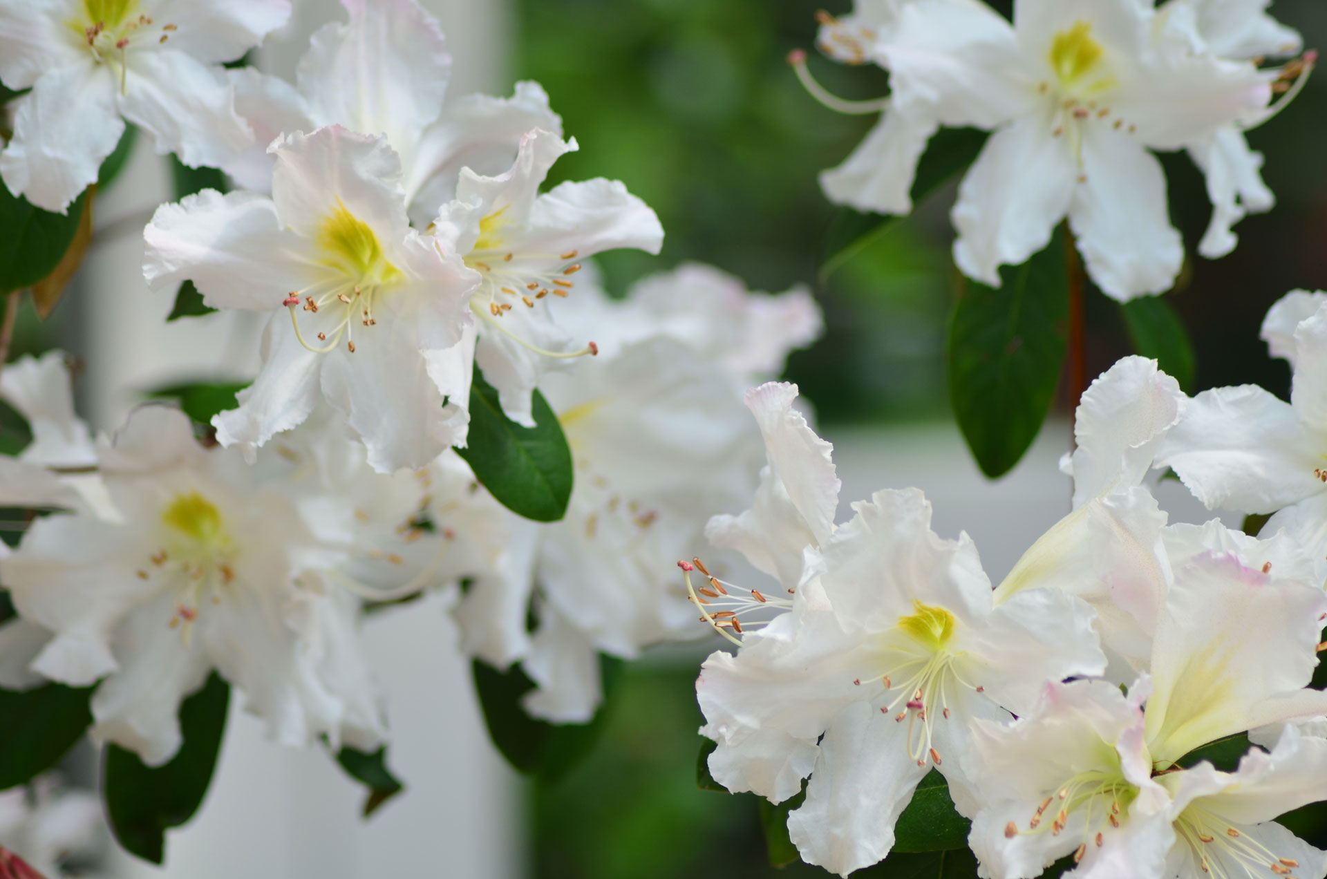 The Beauty and Benefits of Native Azaleas The Plant Native