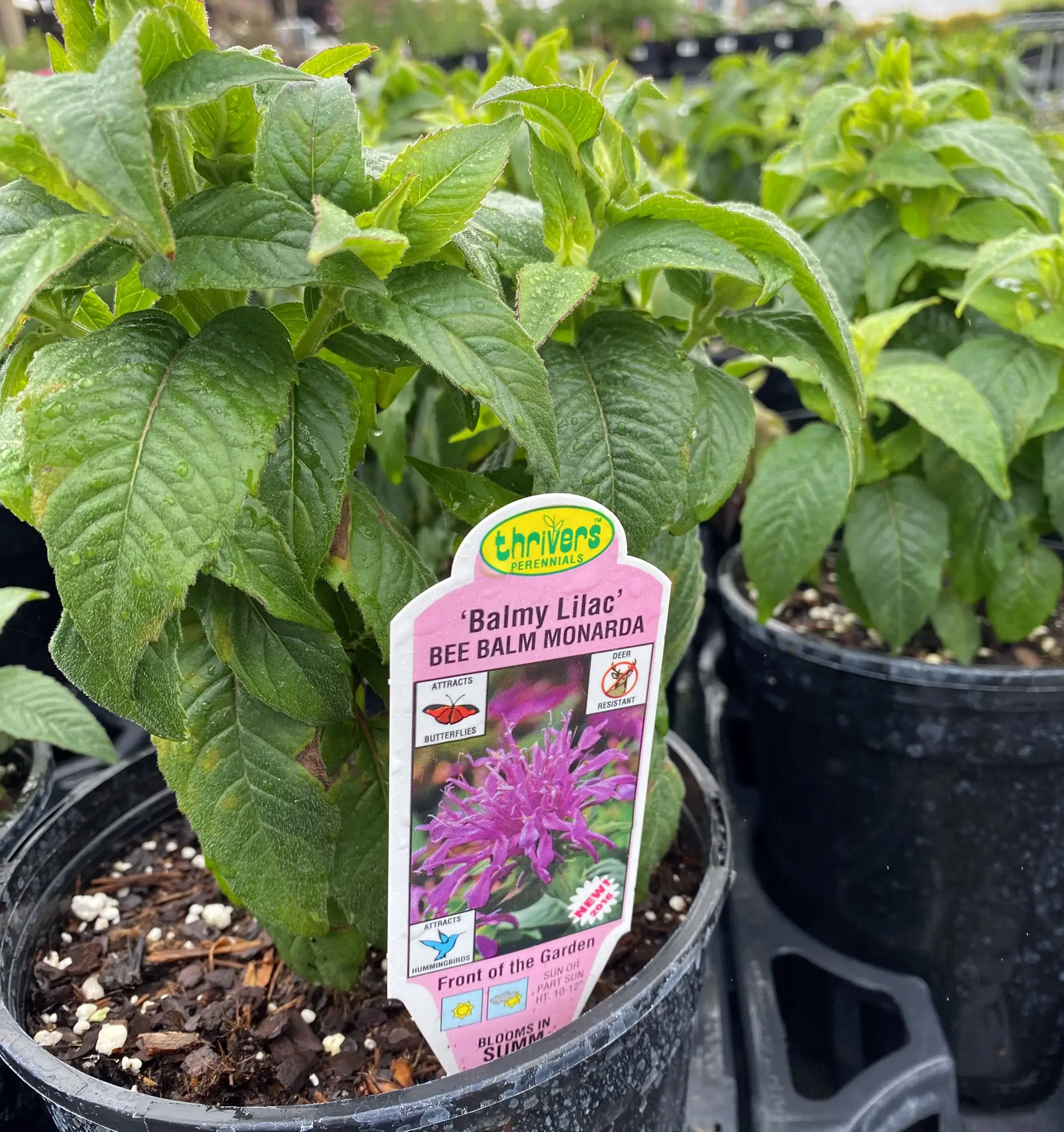 ‘Balmy Lilac’ bee balm in a nursery pot with its plant tag