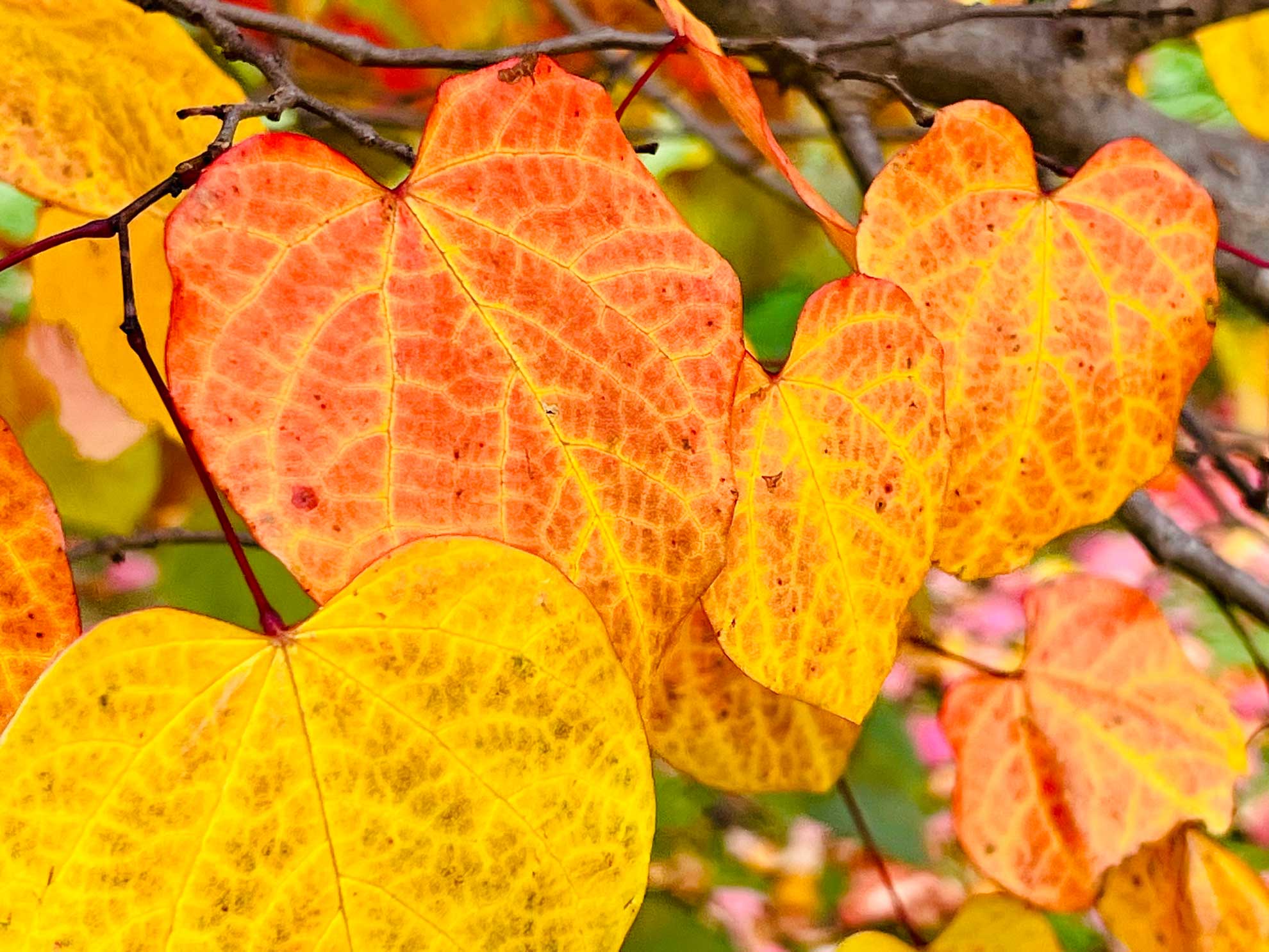 Redbud Burst of Spring Color The Plant Native