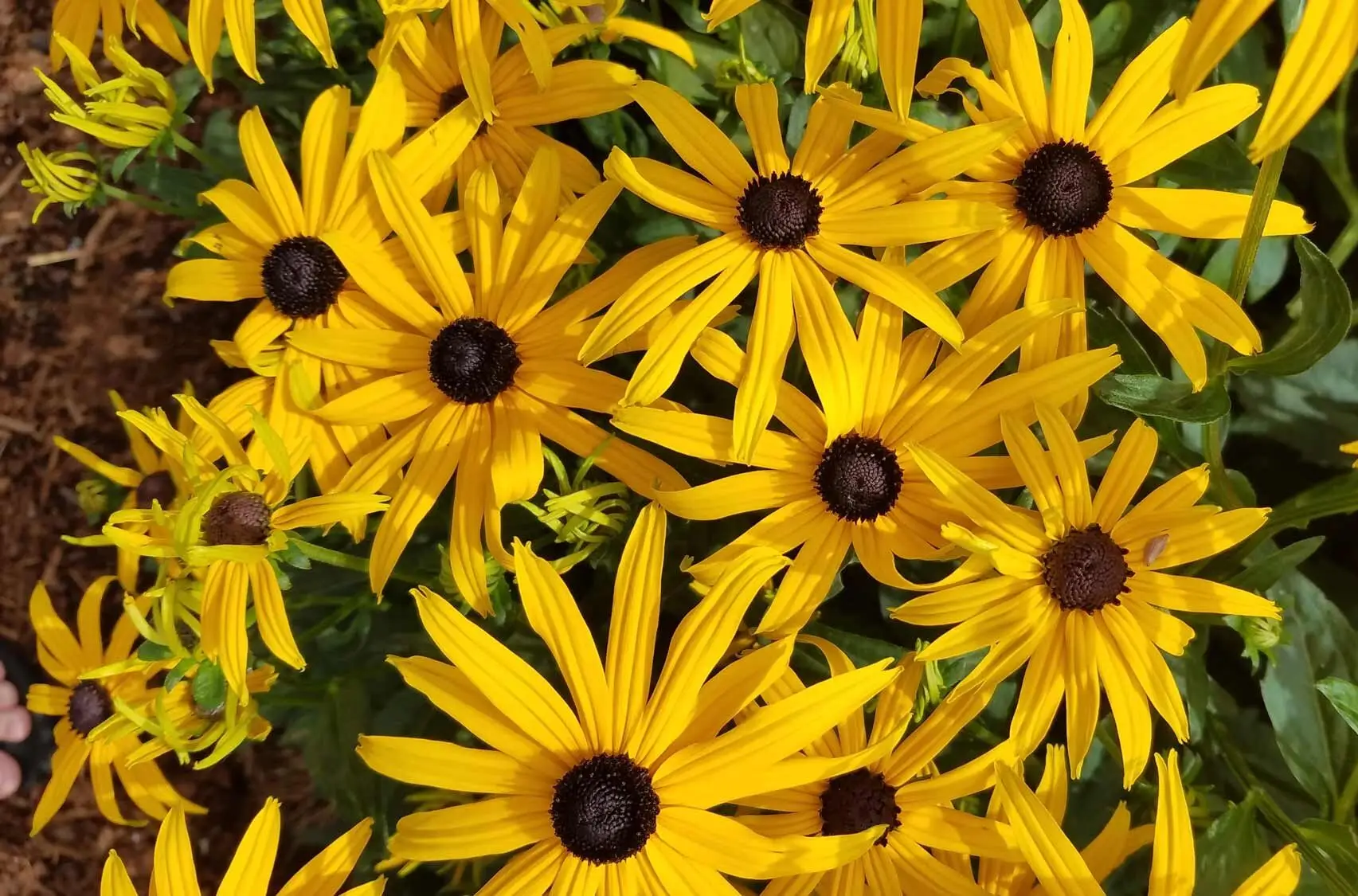 Orange coneflower, a dense clump of golden flowers with dark centers