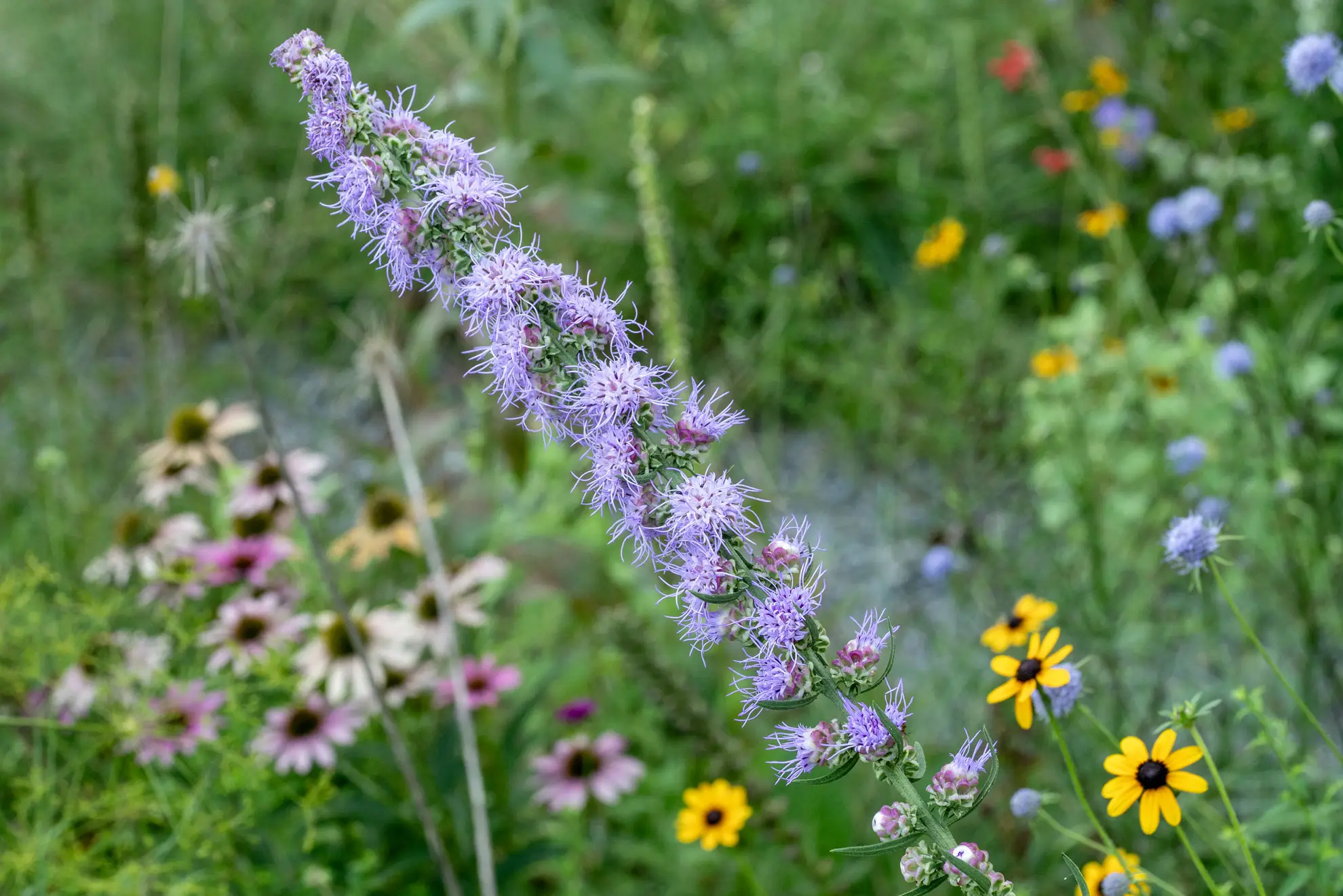 Blazing star, a purple spike in a meadow of yellow and purple flowers