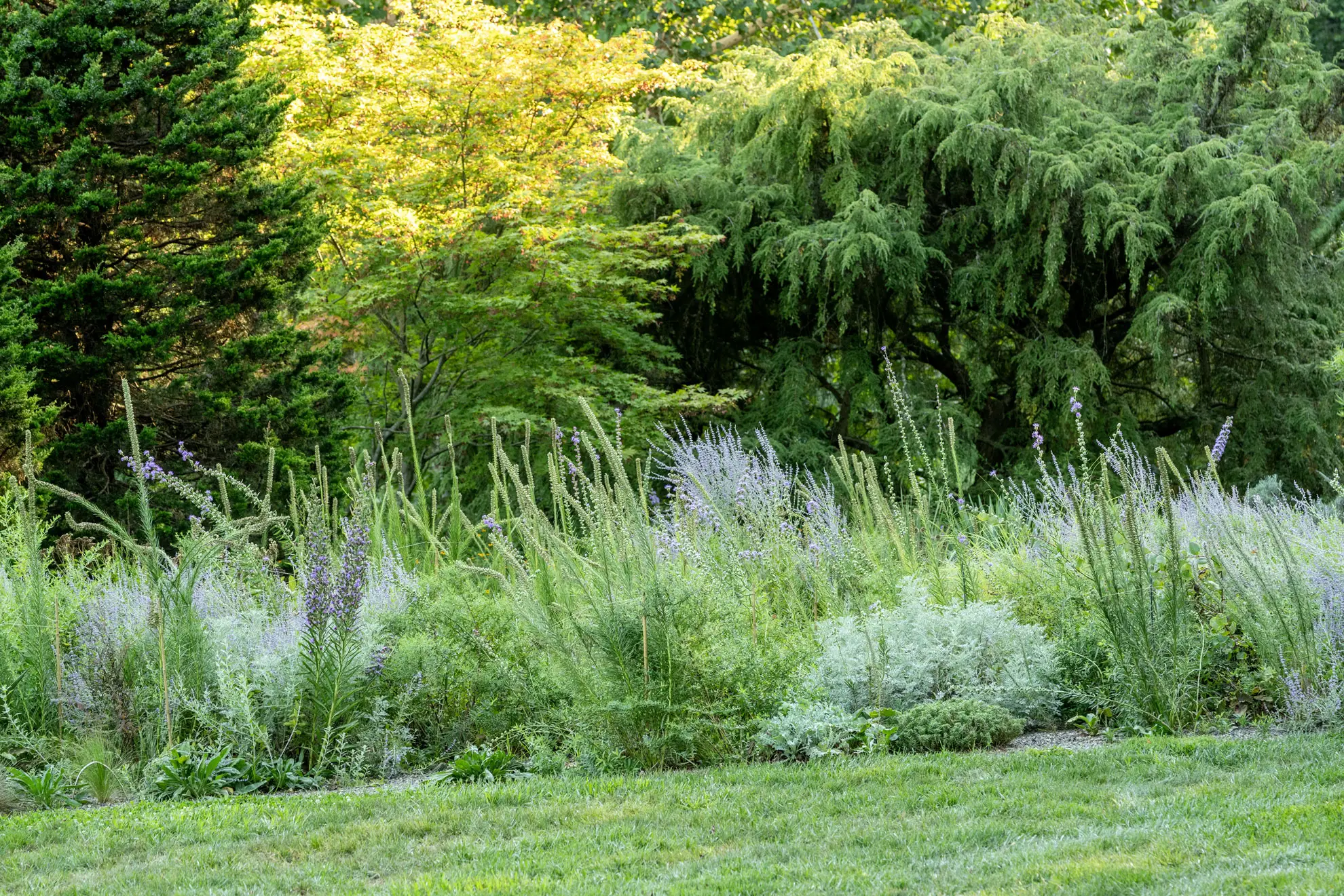 A long mixed border of blazing star flowers and silvery plants between a lawn and trees