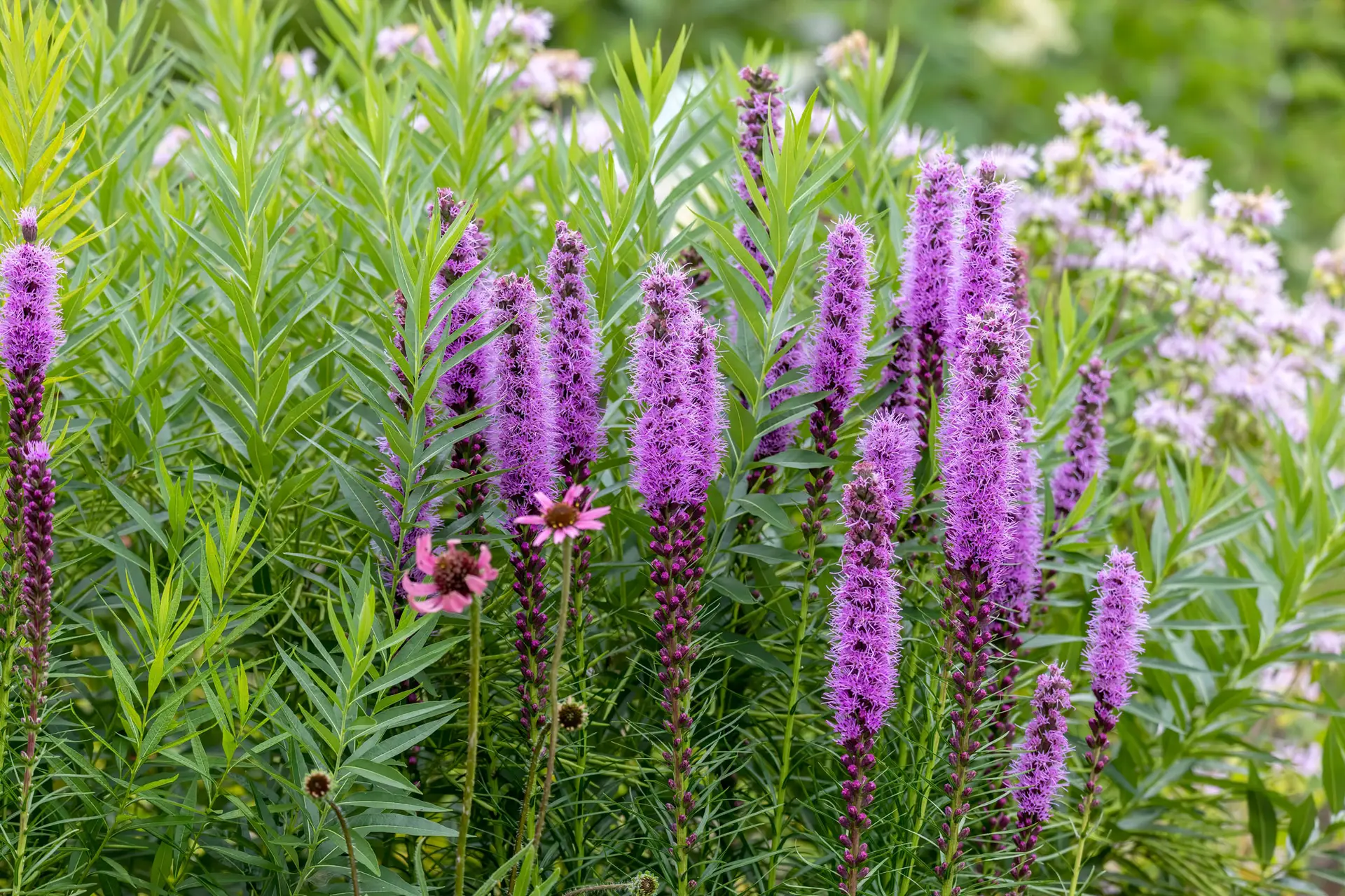 Purple blazing star spikes in front of pale lavender wild bergamot, with a few purple coneflowers