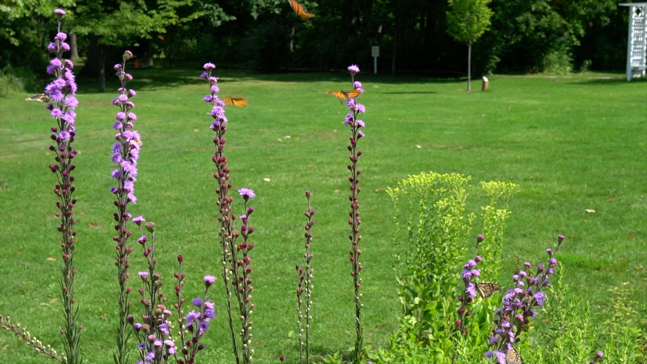 Blazing star spikes standing tall at the edge of a lawn, with orange butterflies flying around them