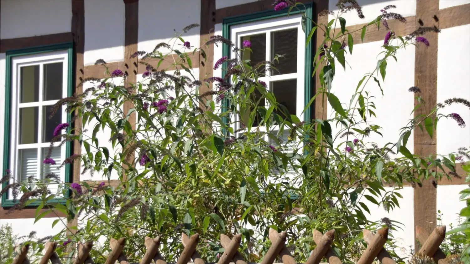 Butterfly bush, a straggly invasive shrub with purple spikes in front of a half-timbered house