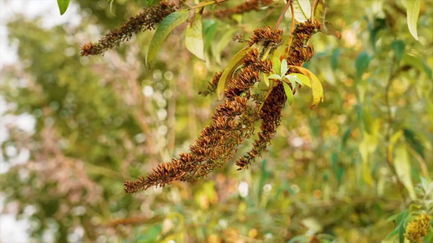 Butterfly bush seed heads, long brown spikes hanging from a branch