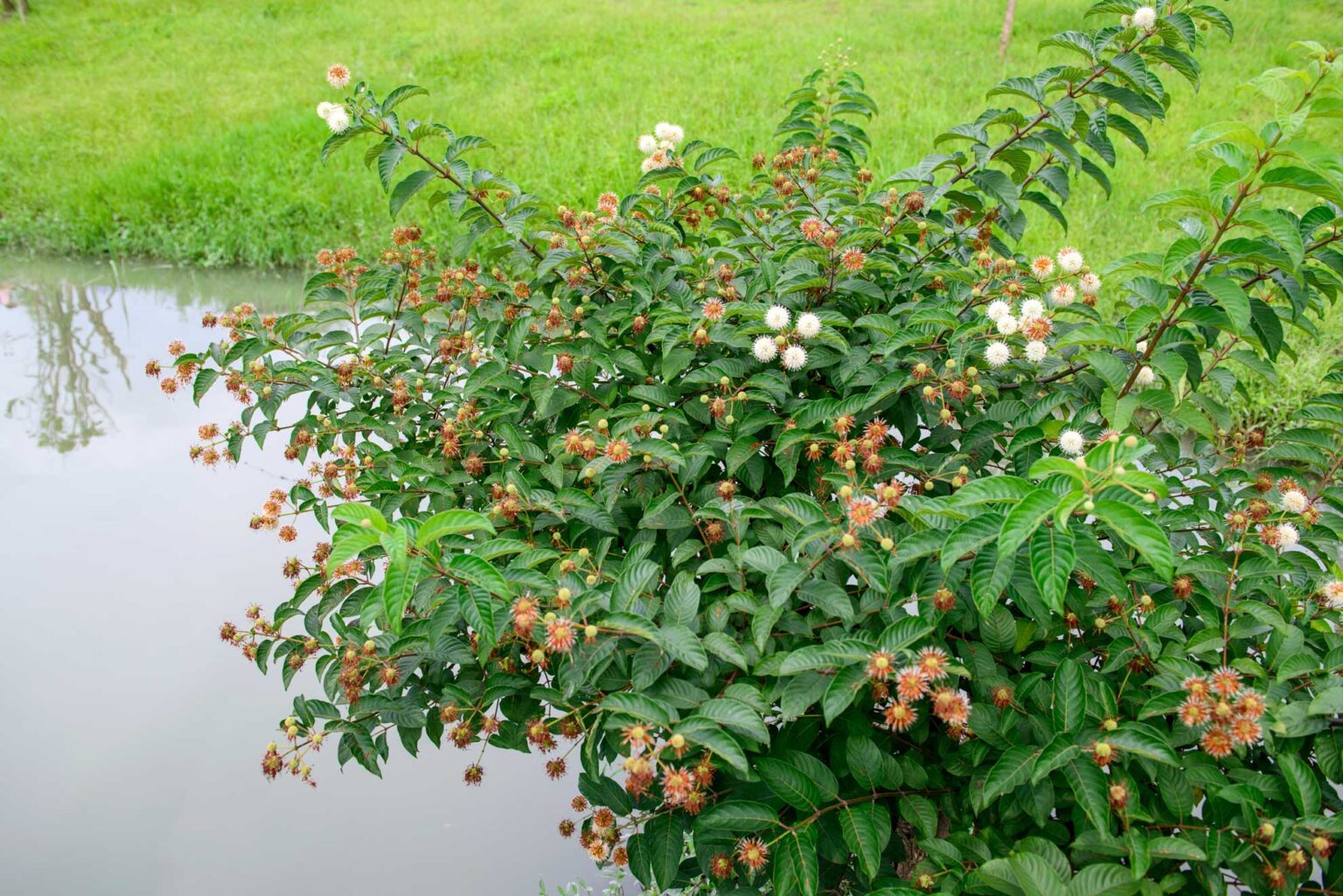 Buttonbush Planting Guide | The Plant Native