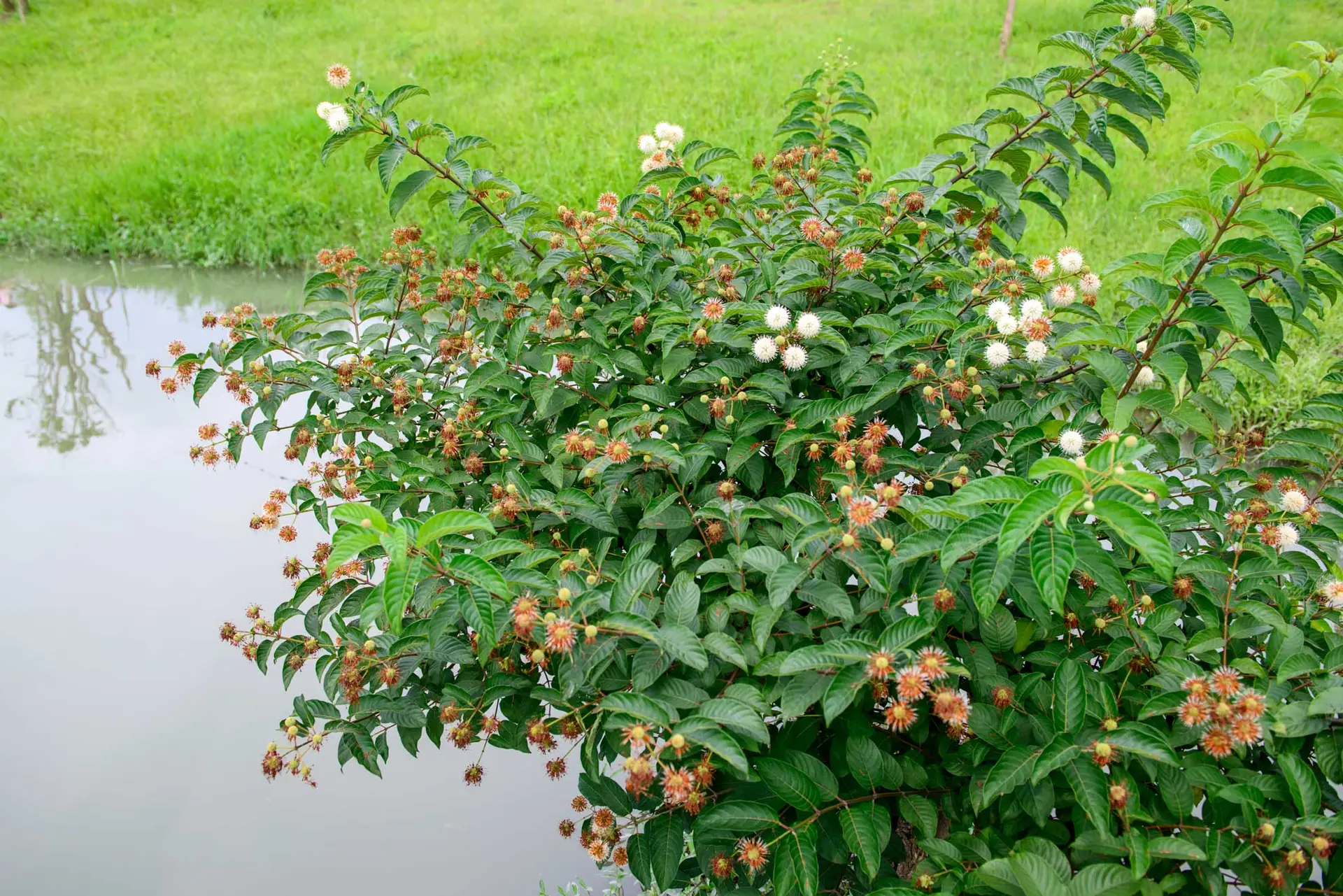 Buttonbush beside a pond, dotted with white flower balls and rusty seed heads