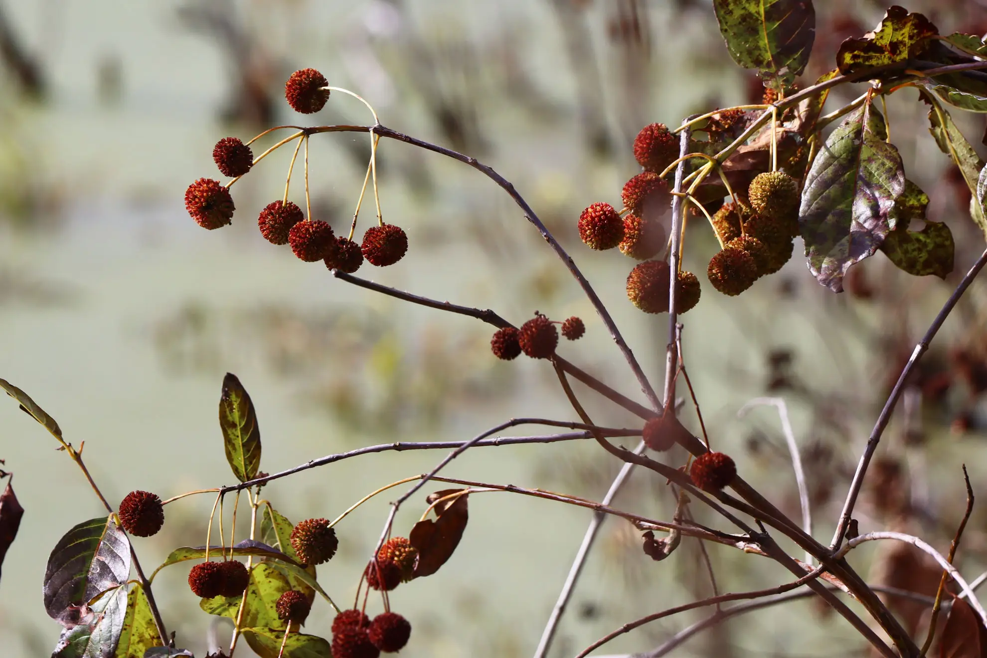 Buttonbush seed balls, round rusty-red heads on bare stems in fall