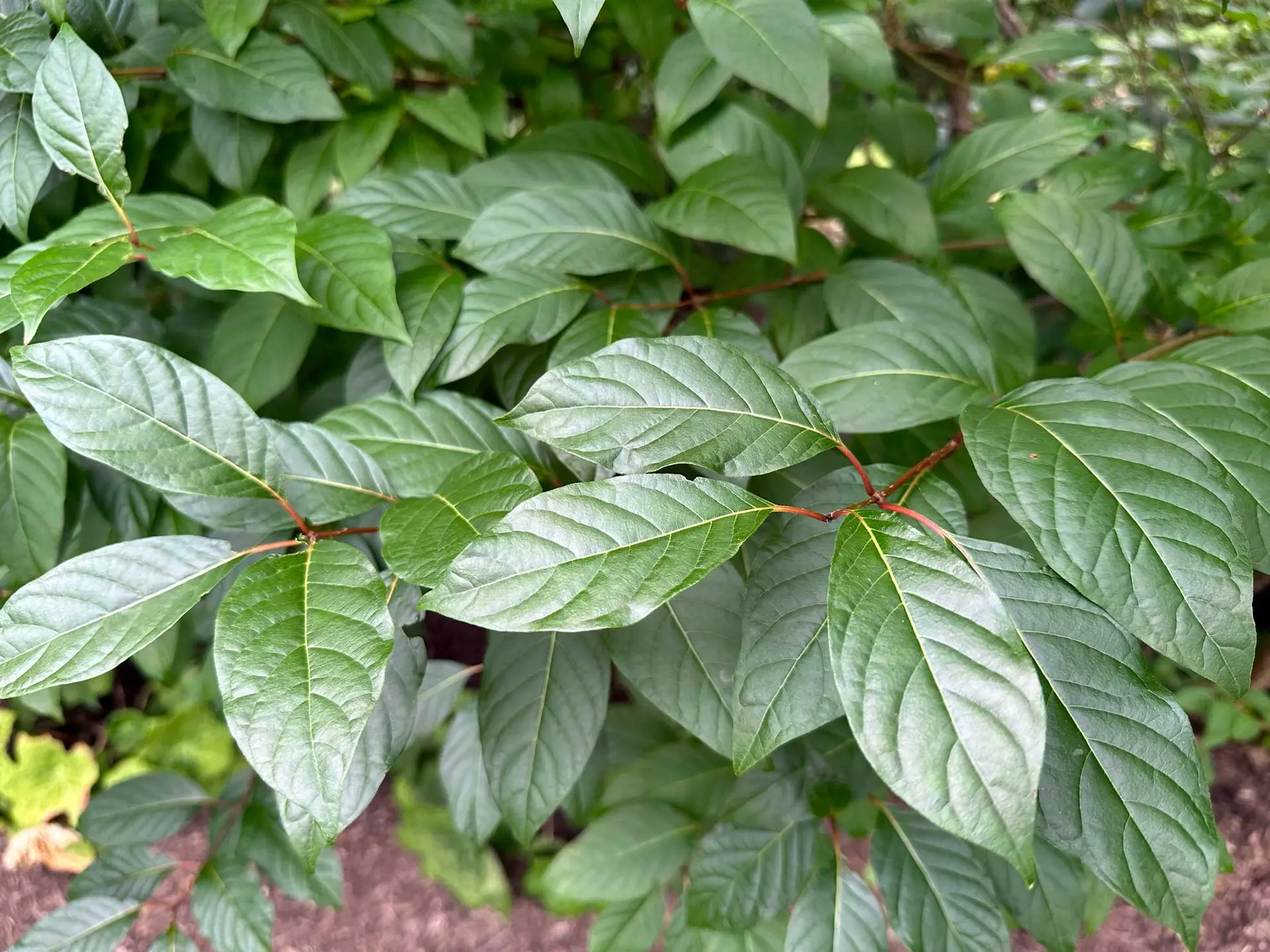 Buttonbush’s glossy, pointed green leaves on red stems