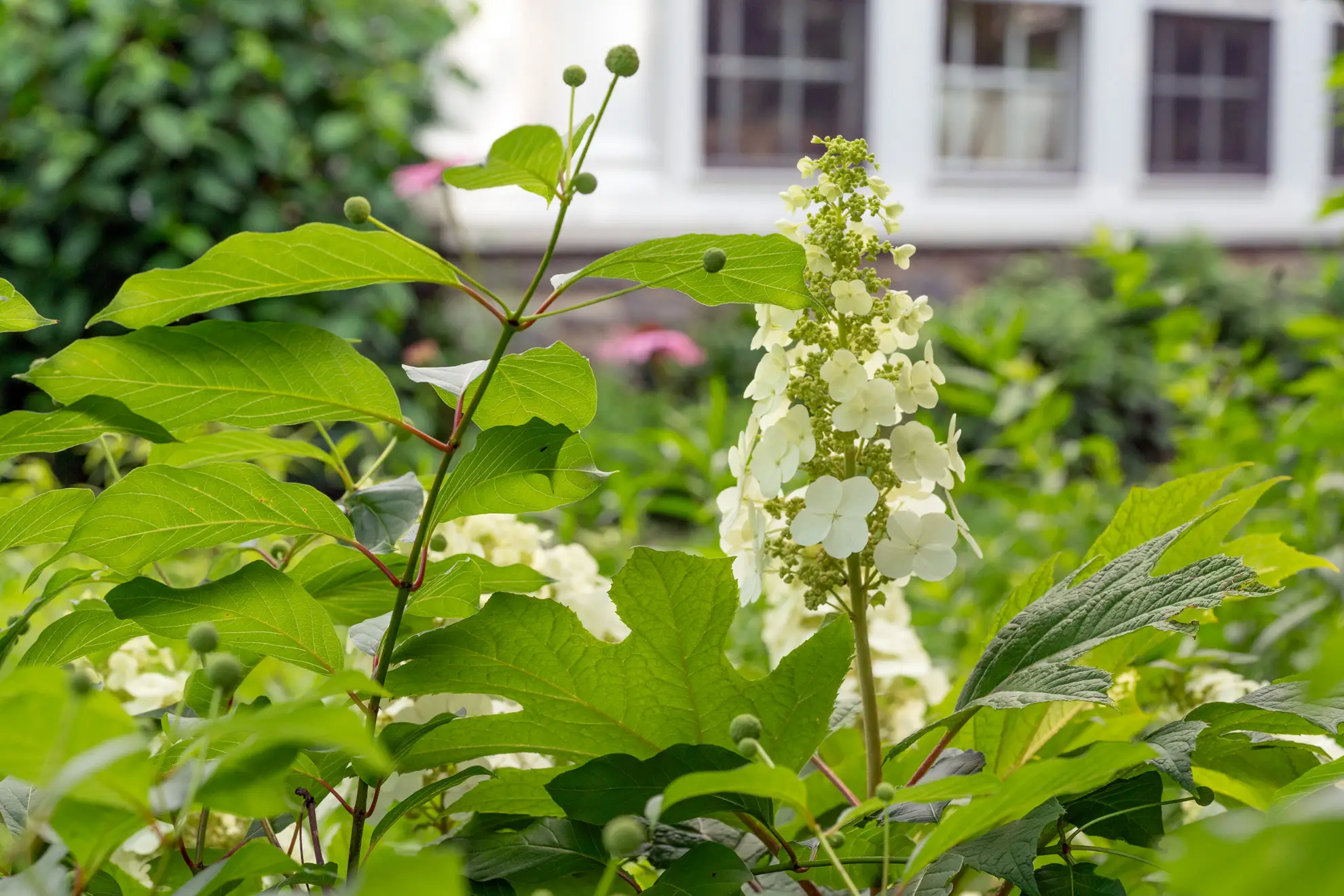 Buttonbush’s green buds beside oakleaf hydrangea’s white flower cone in front of a house