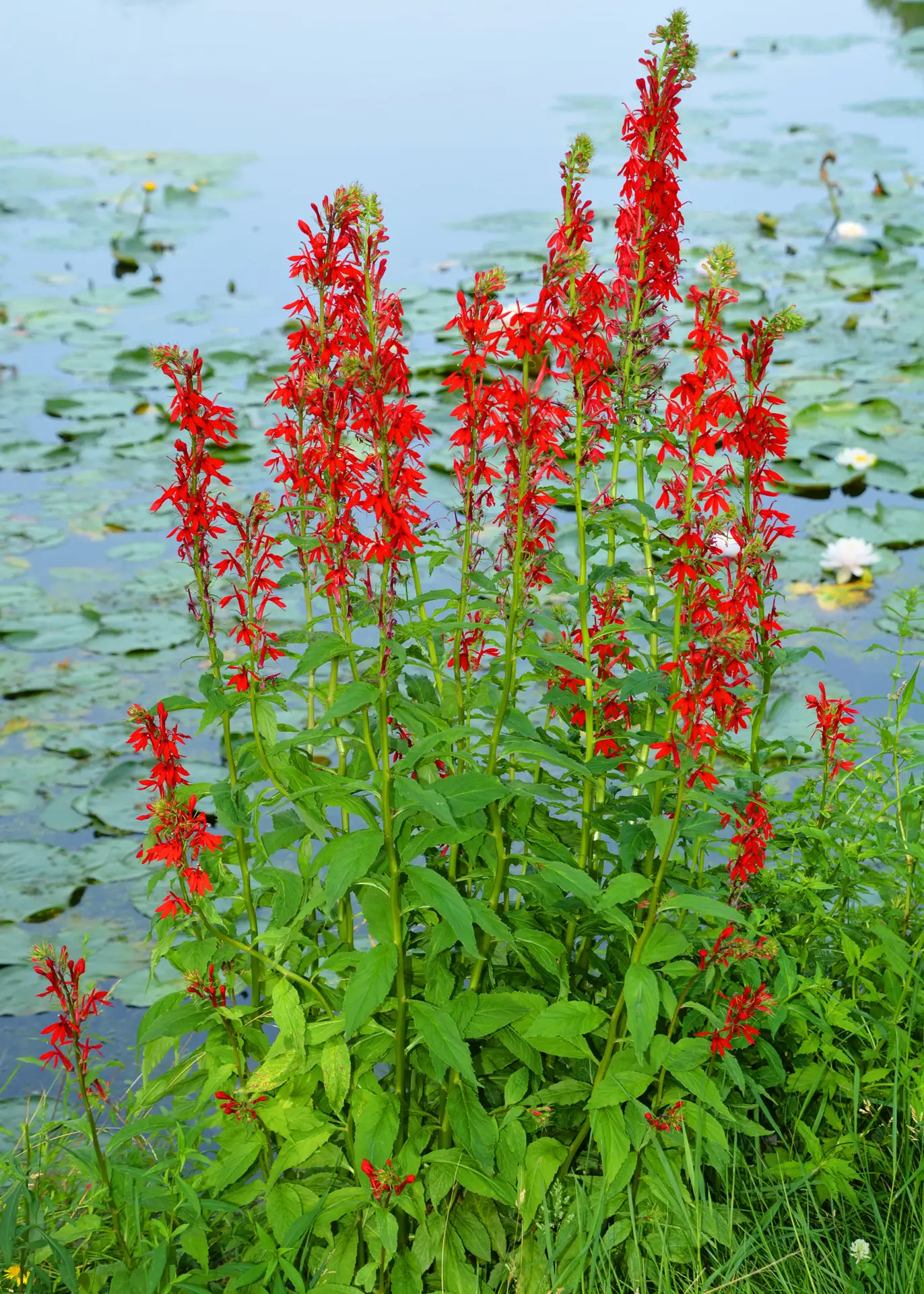 Cardinal flower, a stand of red spikes at the edge of a pond