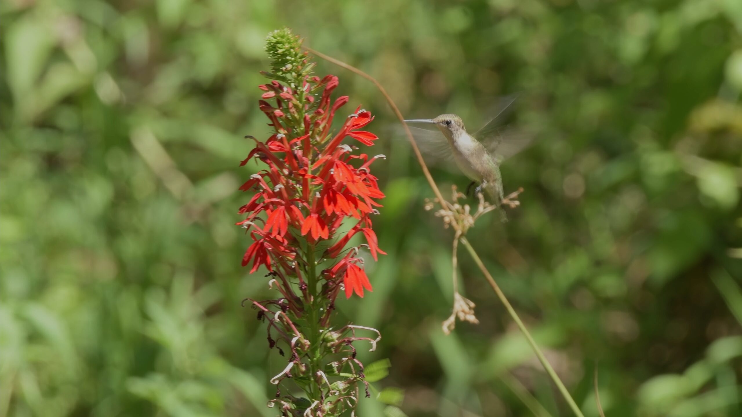 Hummingbird approaching a scarlet cardinal flower