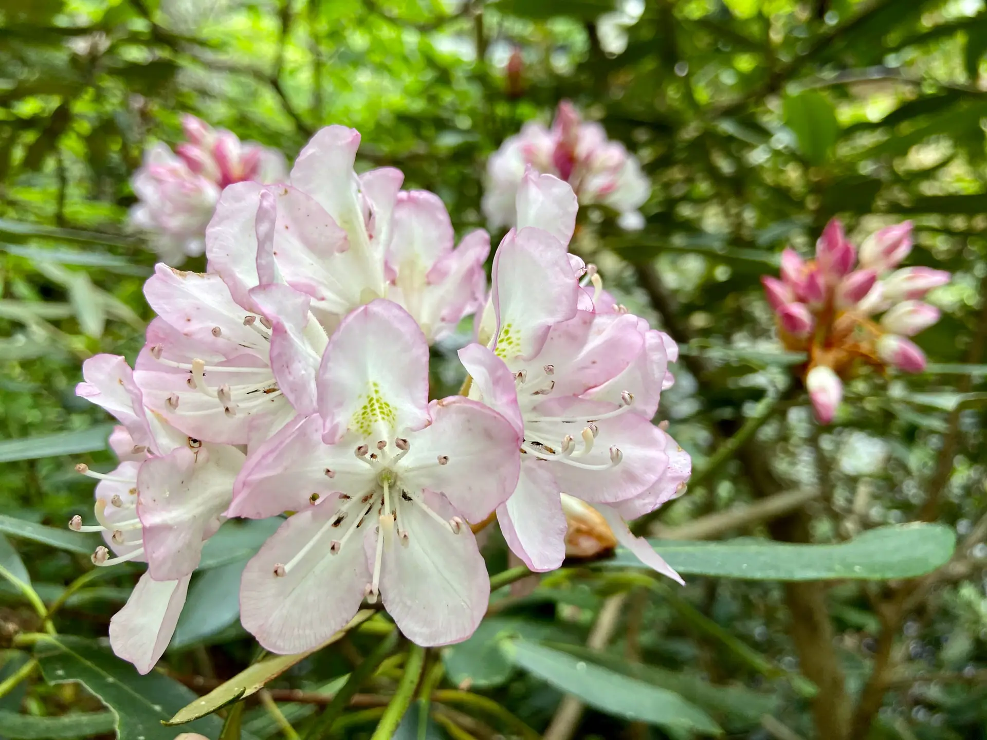 Carolina rhododendron flowers, pale pink and white with long stamens, beside a cluster of deep pink buds