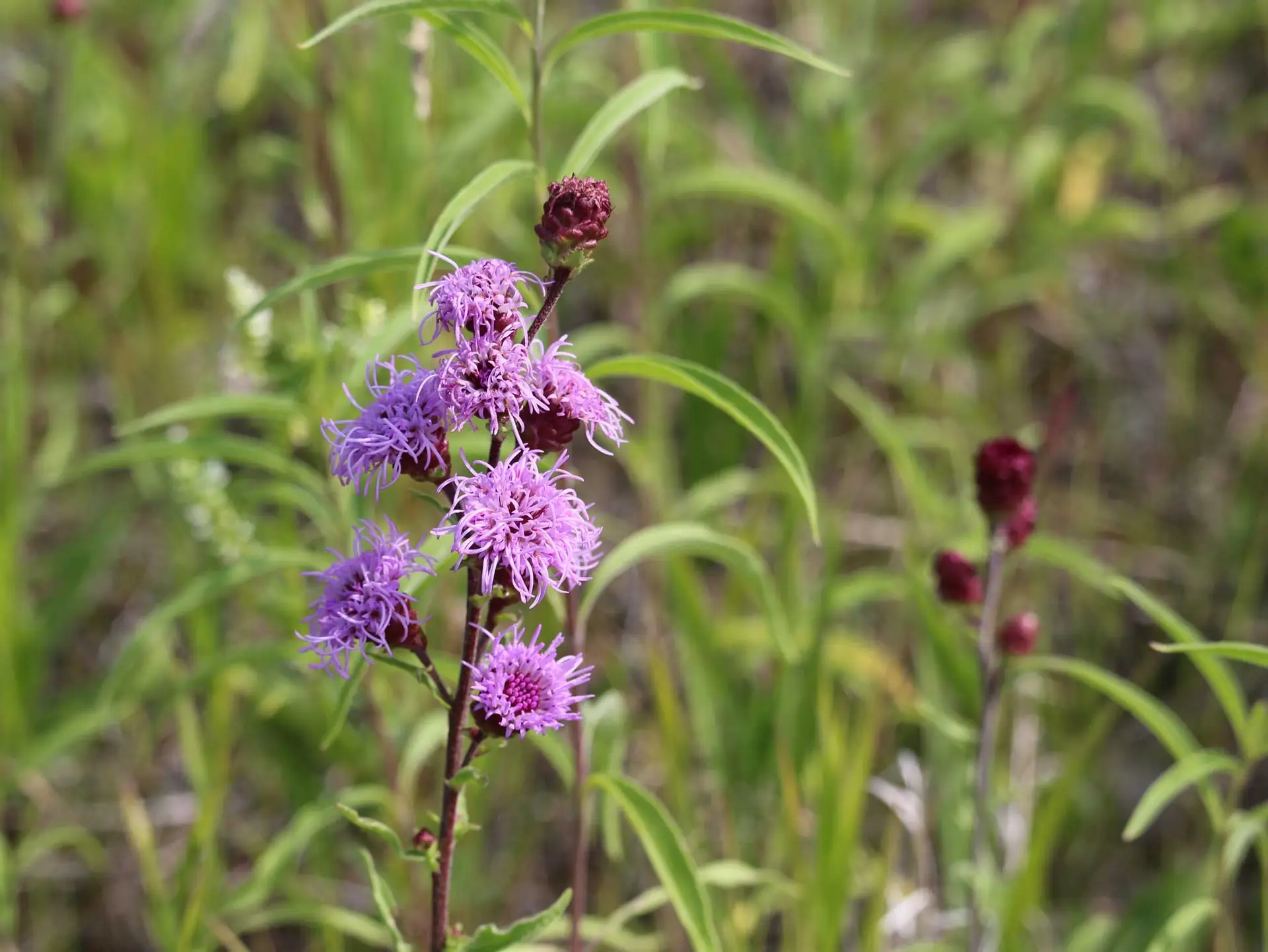 Cylindrical blazing star, a short stem of fluffy purple flower heads