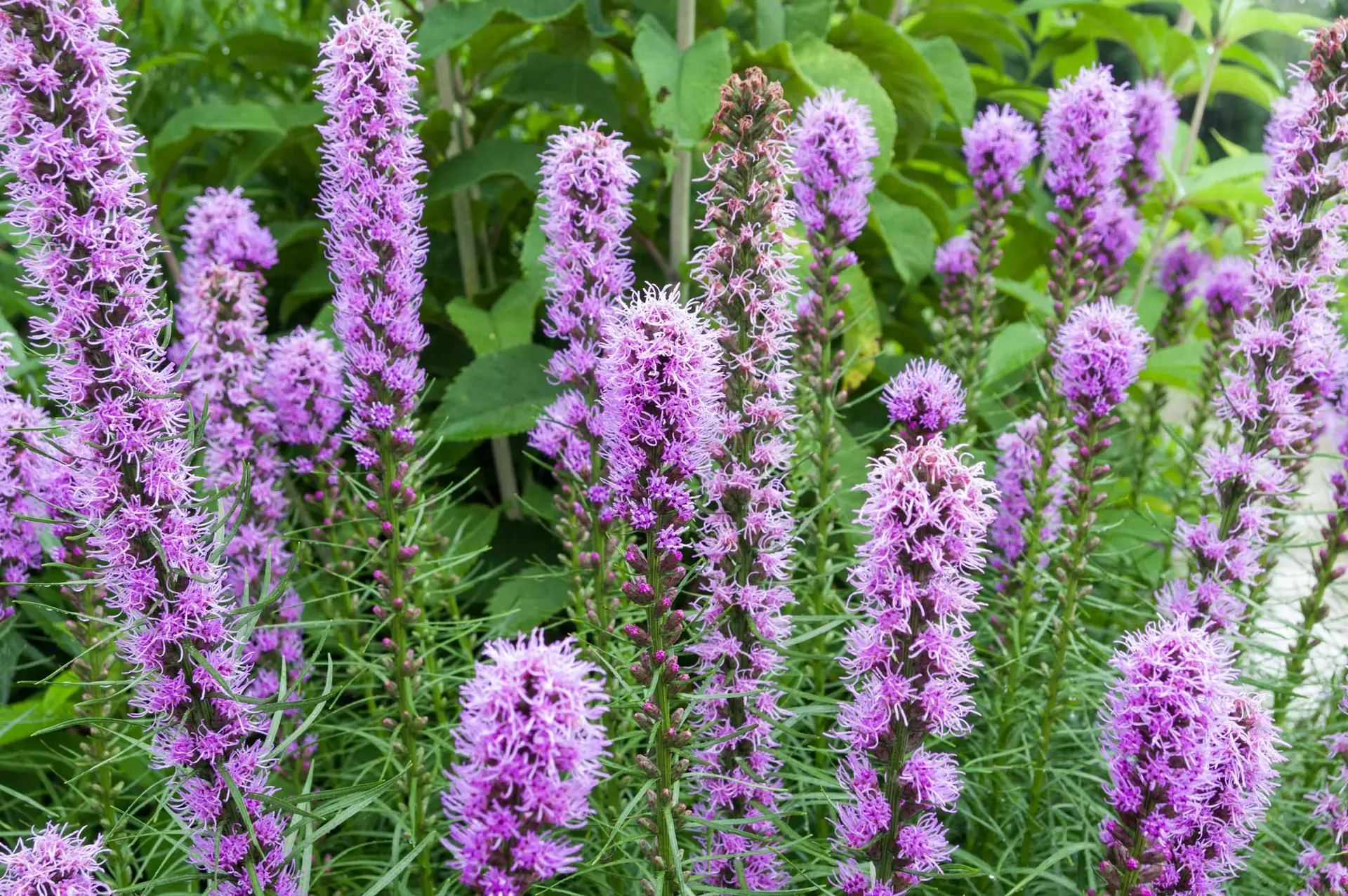 Dense blazing star, packed spikes of fluffy purple flowers