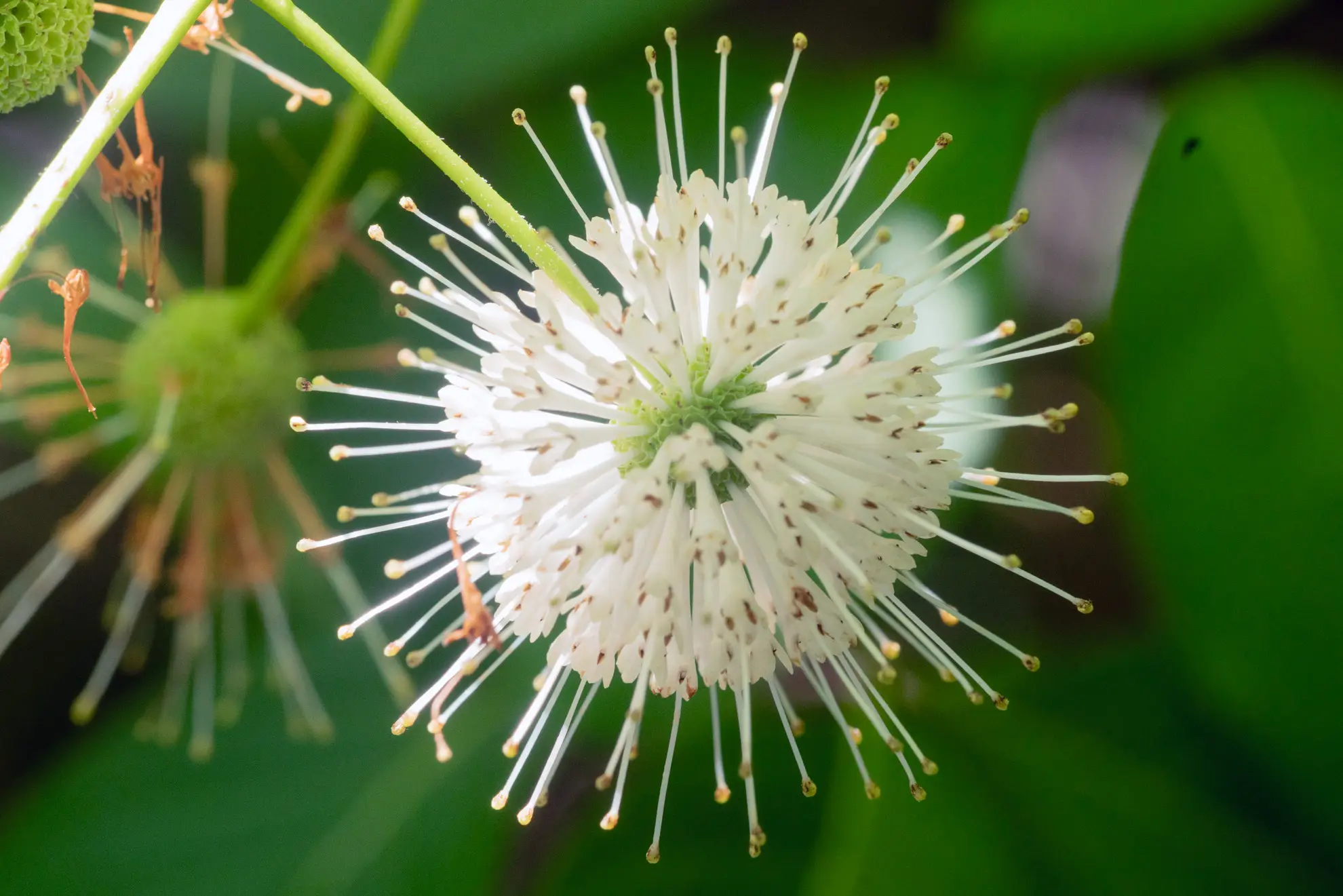Buttonbush flower up close, a white ball of tiny tubular flowers with long pins