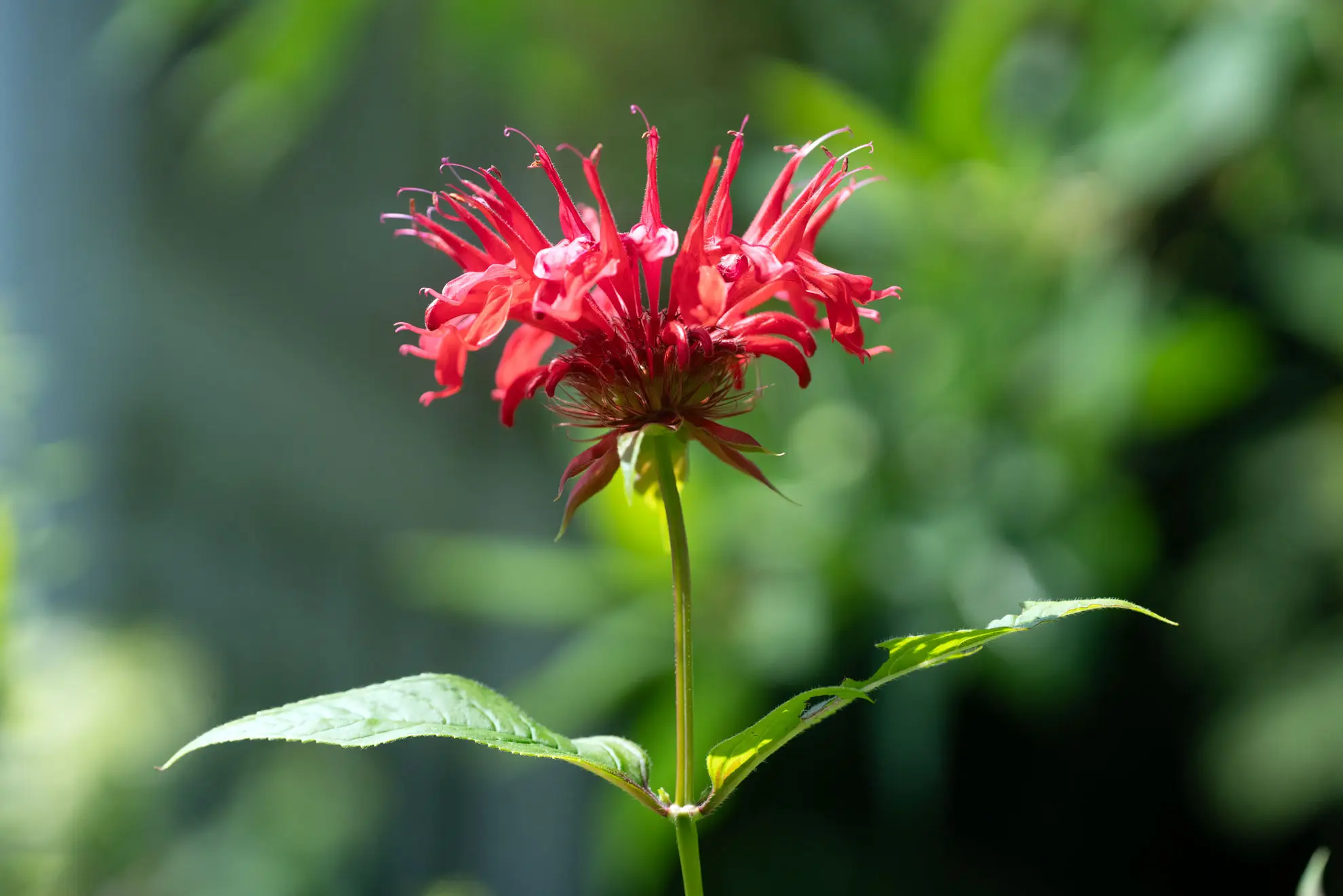 Scarlet bee balm, a single shaggy red flower on a tall stem