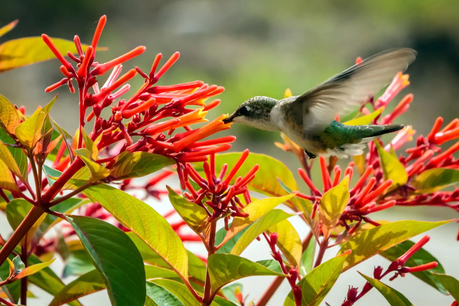 Ruby-throated hummingbird drinking from firebush’s red-orange tubular flowers