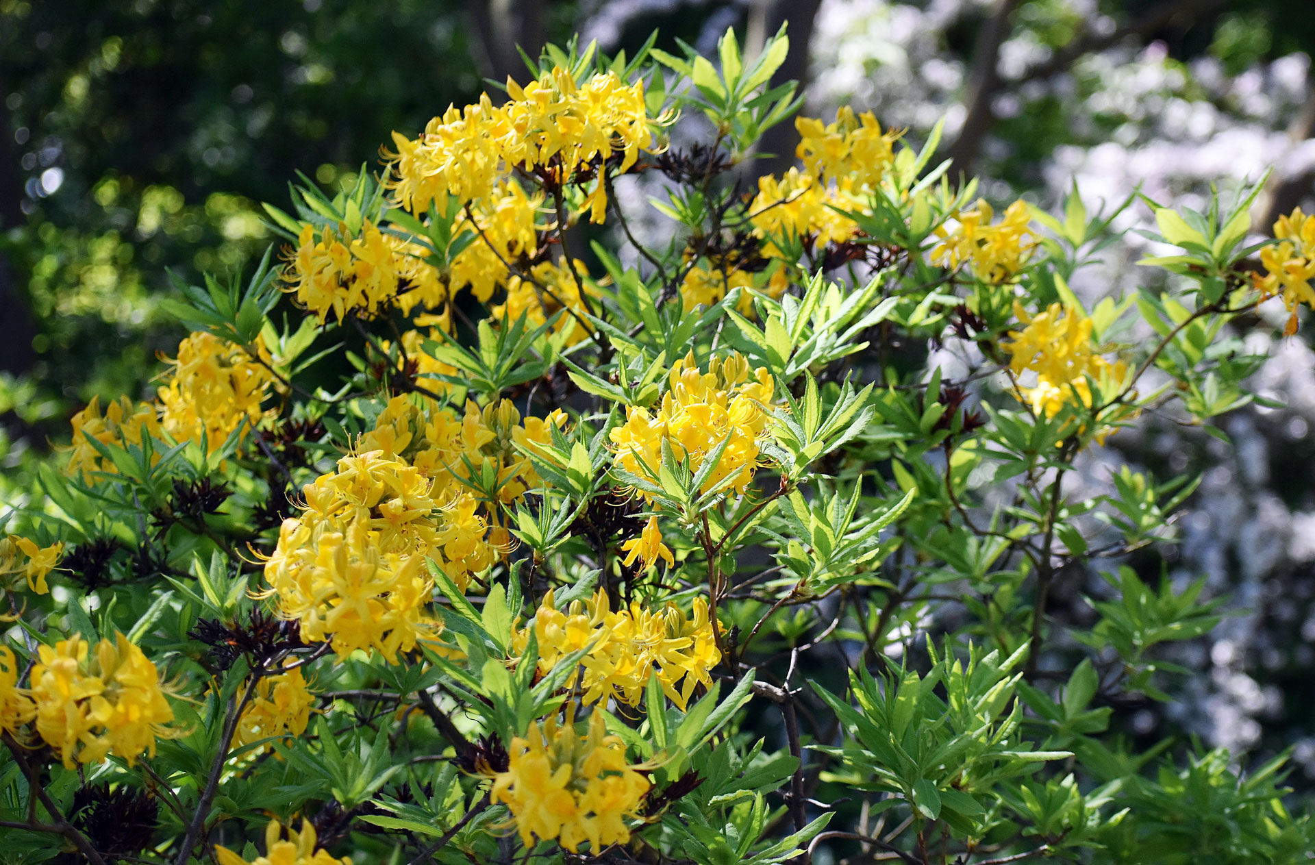 The Beauty and Benefits of Native Azaleas The Plant Native