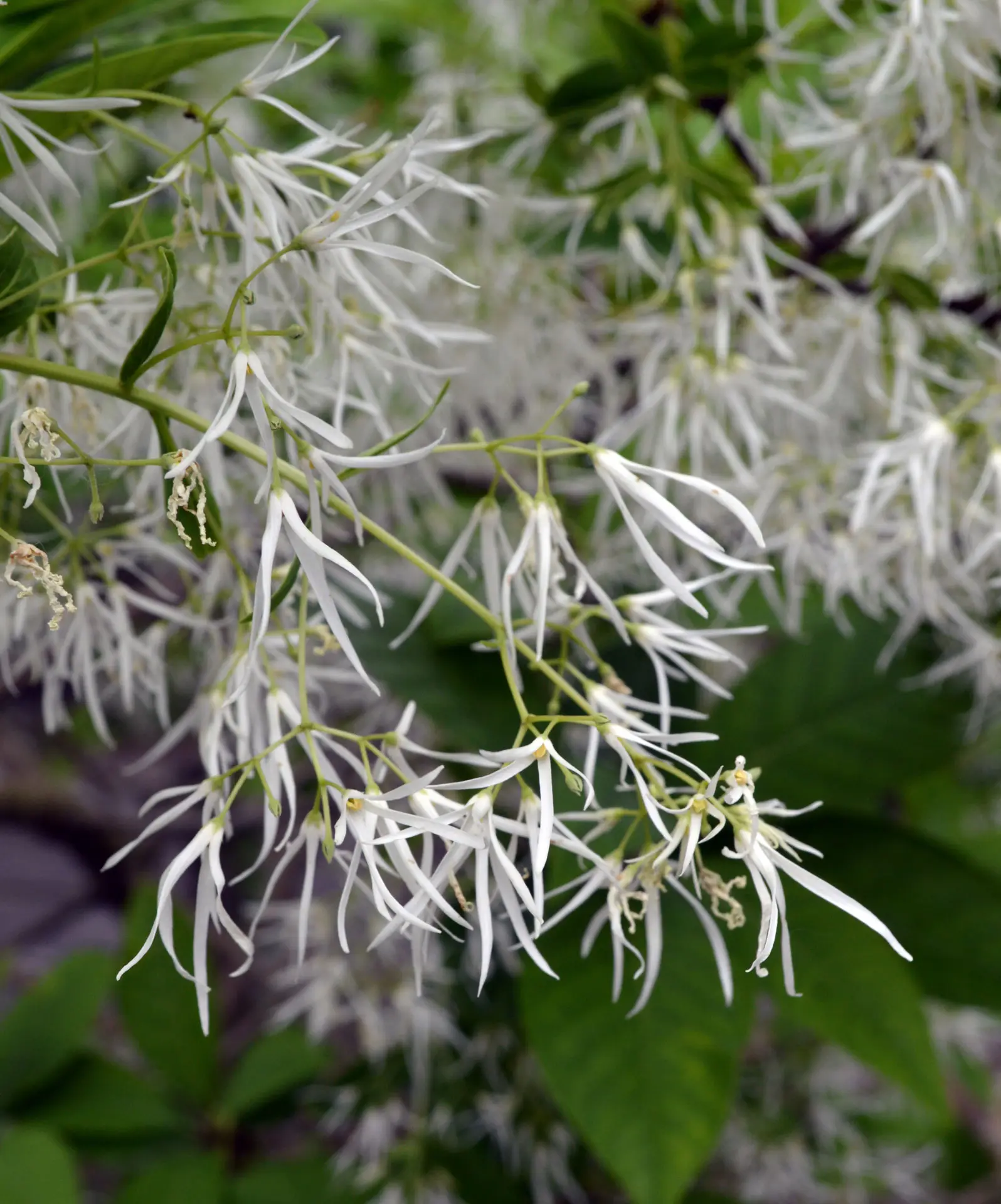 Fringe tree flowers up close, clusters of long, thin white petals