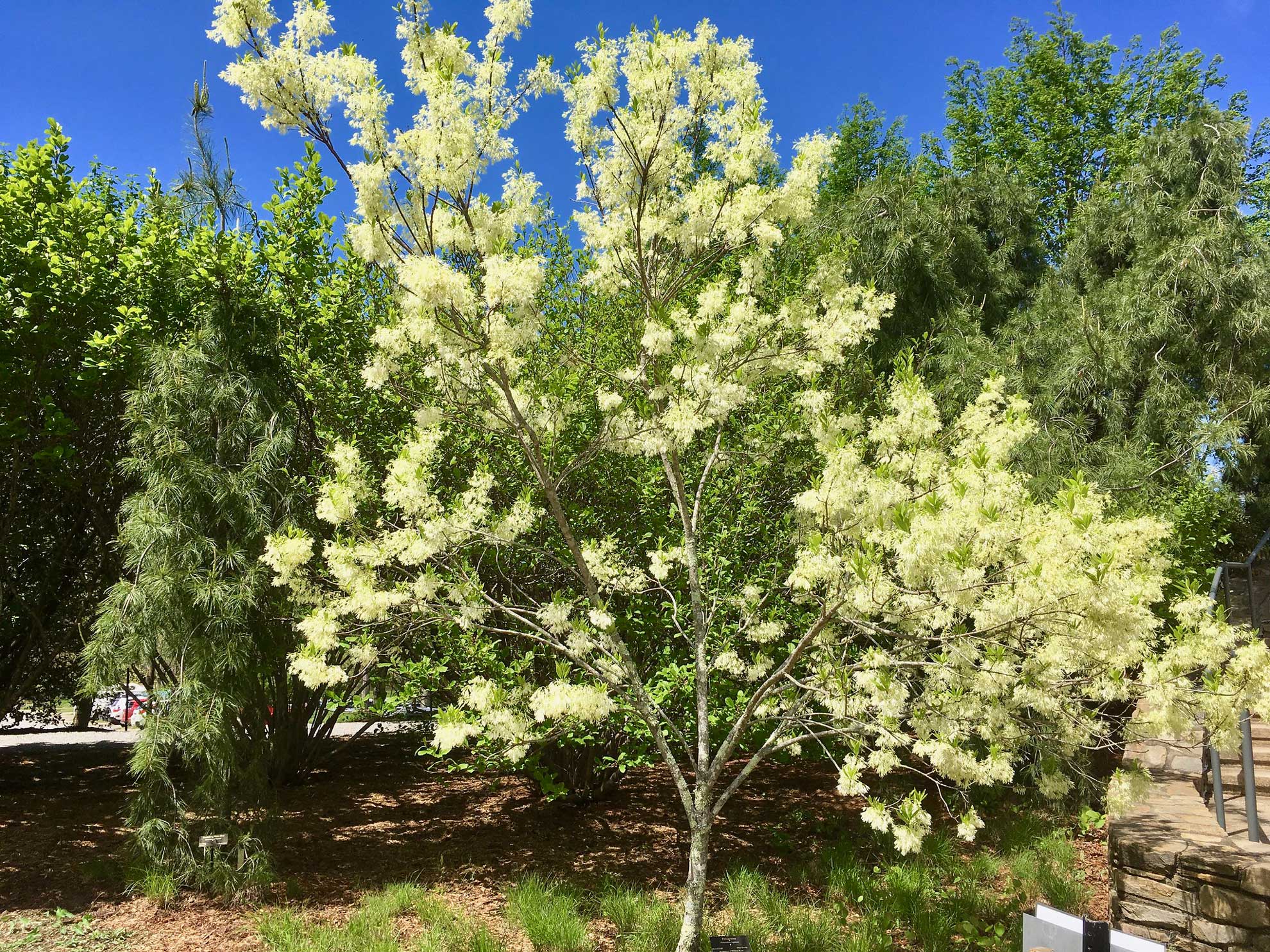 Native Fringe Tree Beauty and Benefits The Plant Native