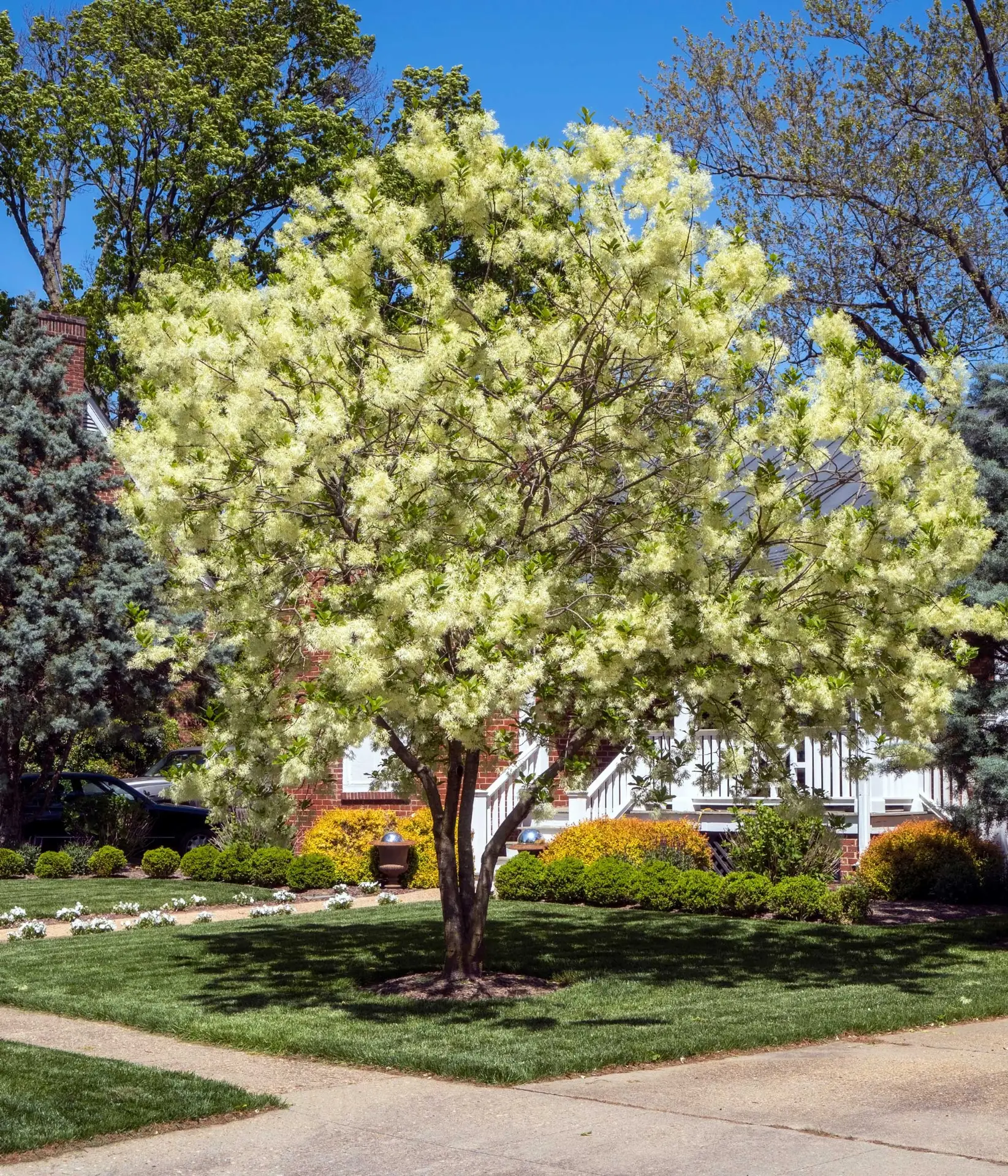 Fringe tree in full bloom, a rounded tree of creamy white flowers in a front yard