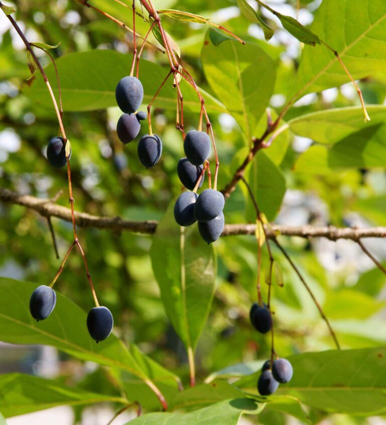 Native Fringe Tree: Beauty and Benefits | The Plant Native