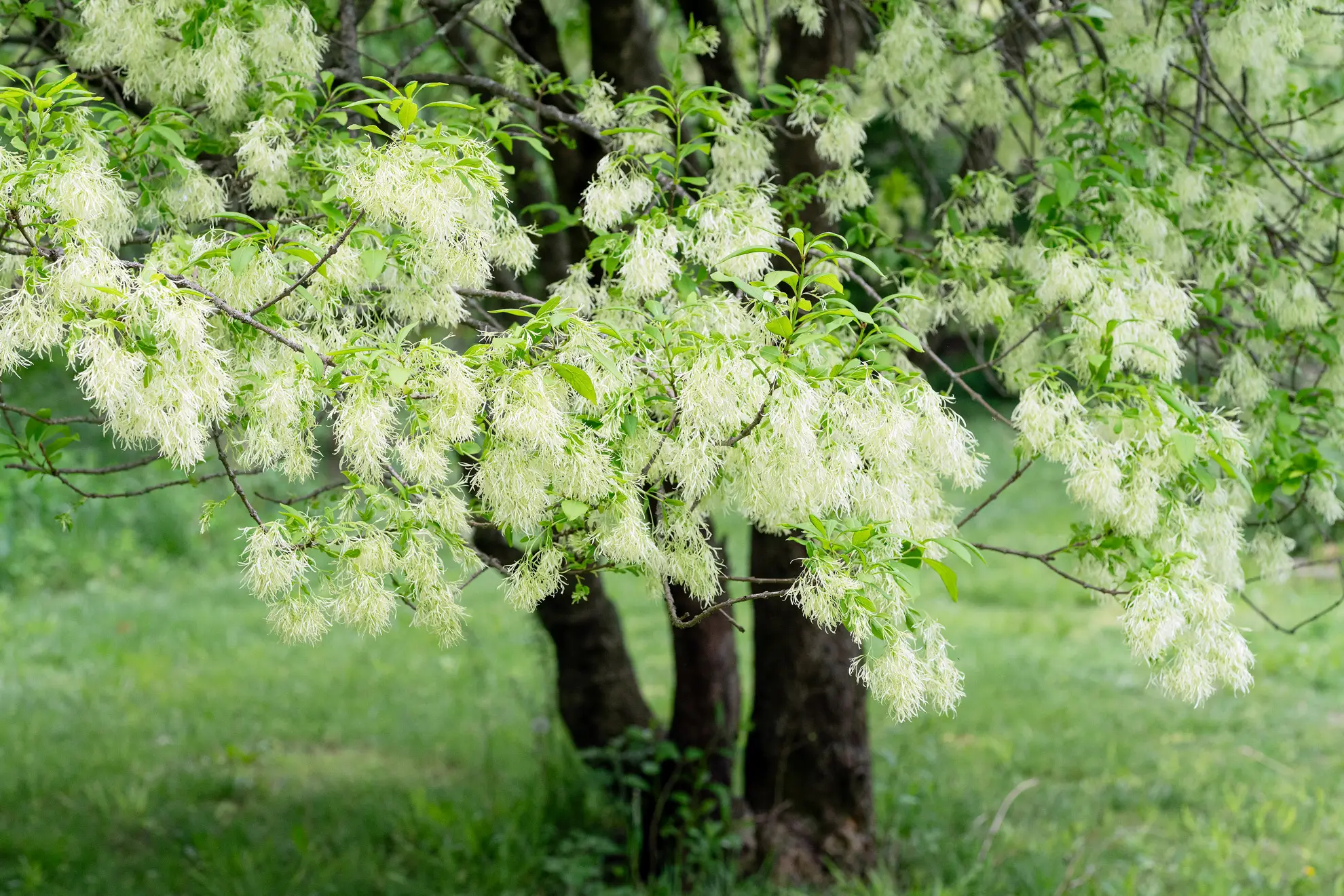 Fringe tree covered in creamy white flowers above a lawn
