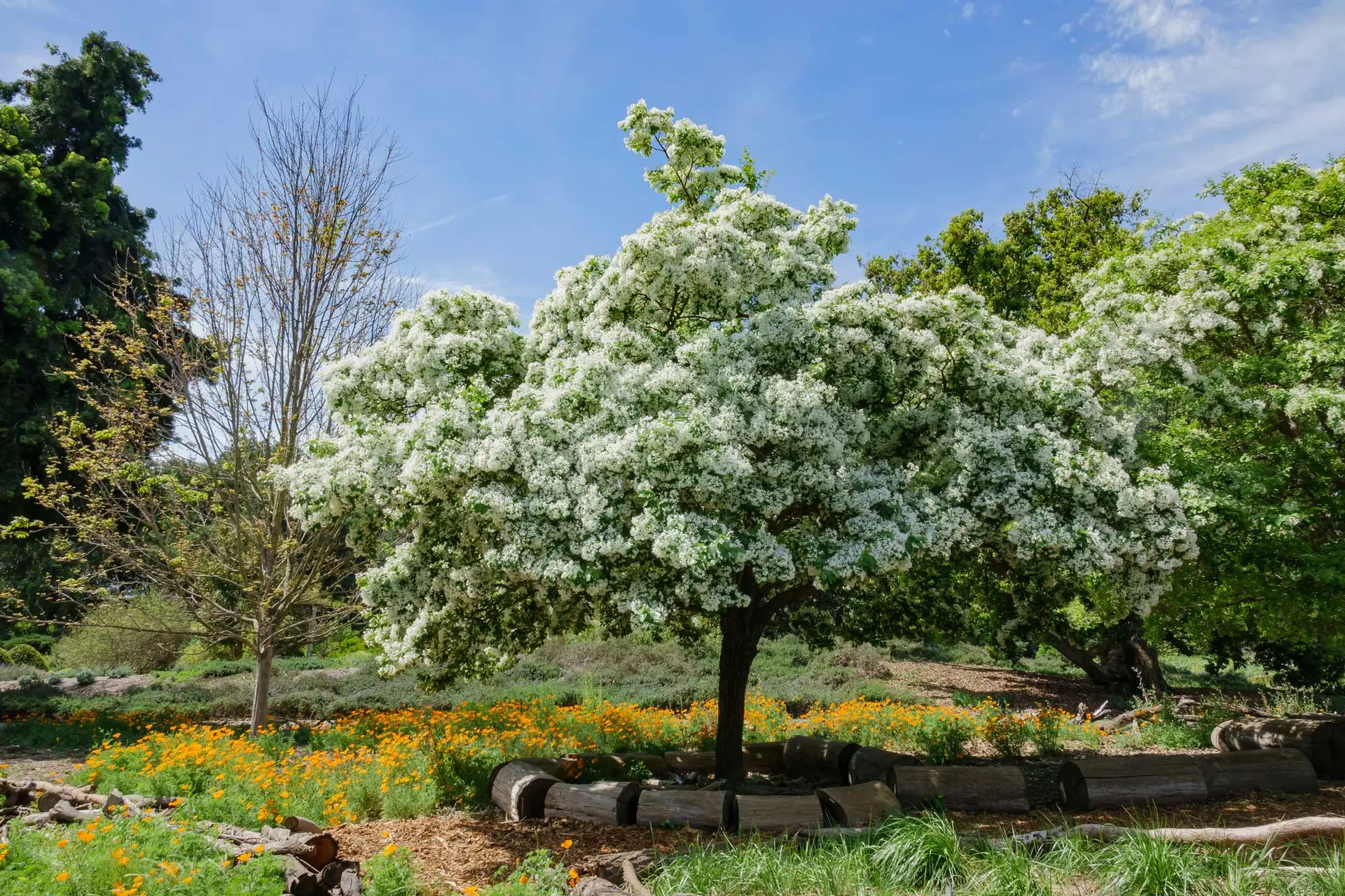 Fringe tree covered in white flowers above orange flowers in a garden bed