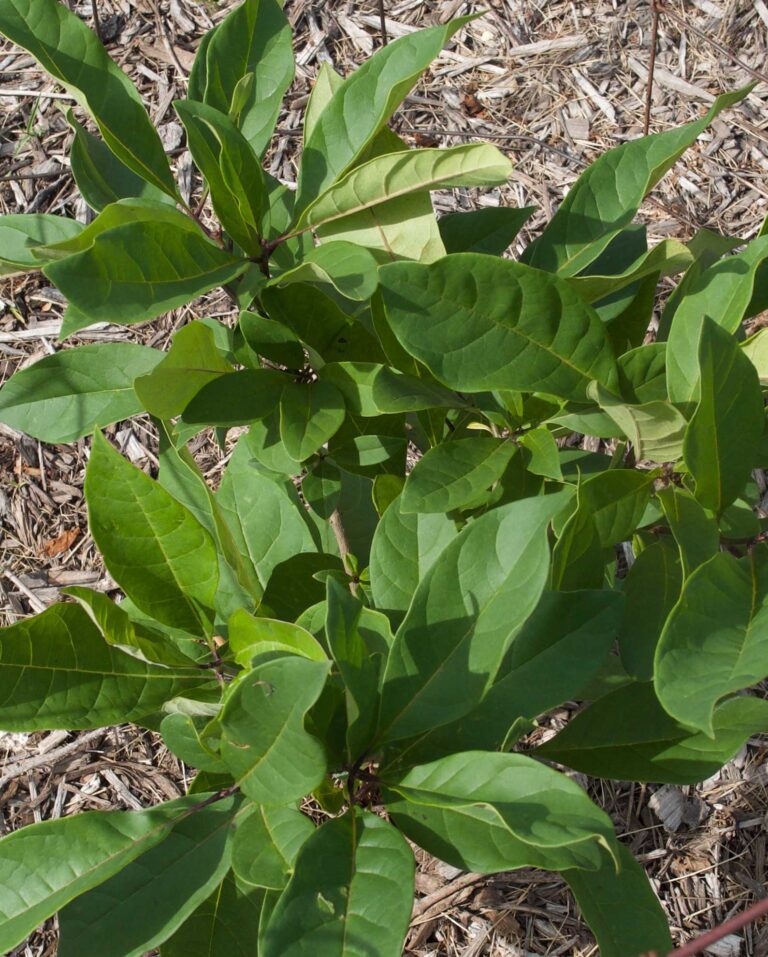 Native Fringe Tree Beauty and Benefits The Plant Native