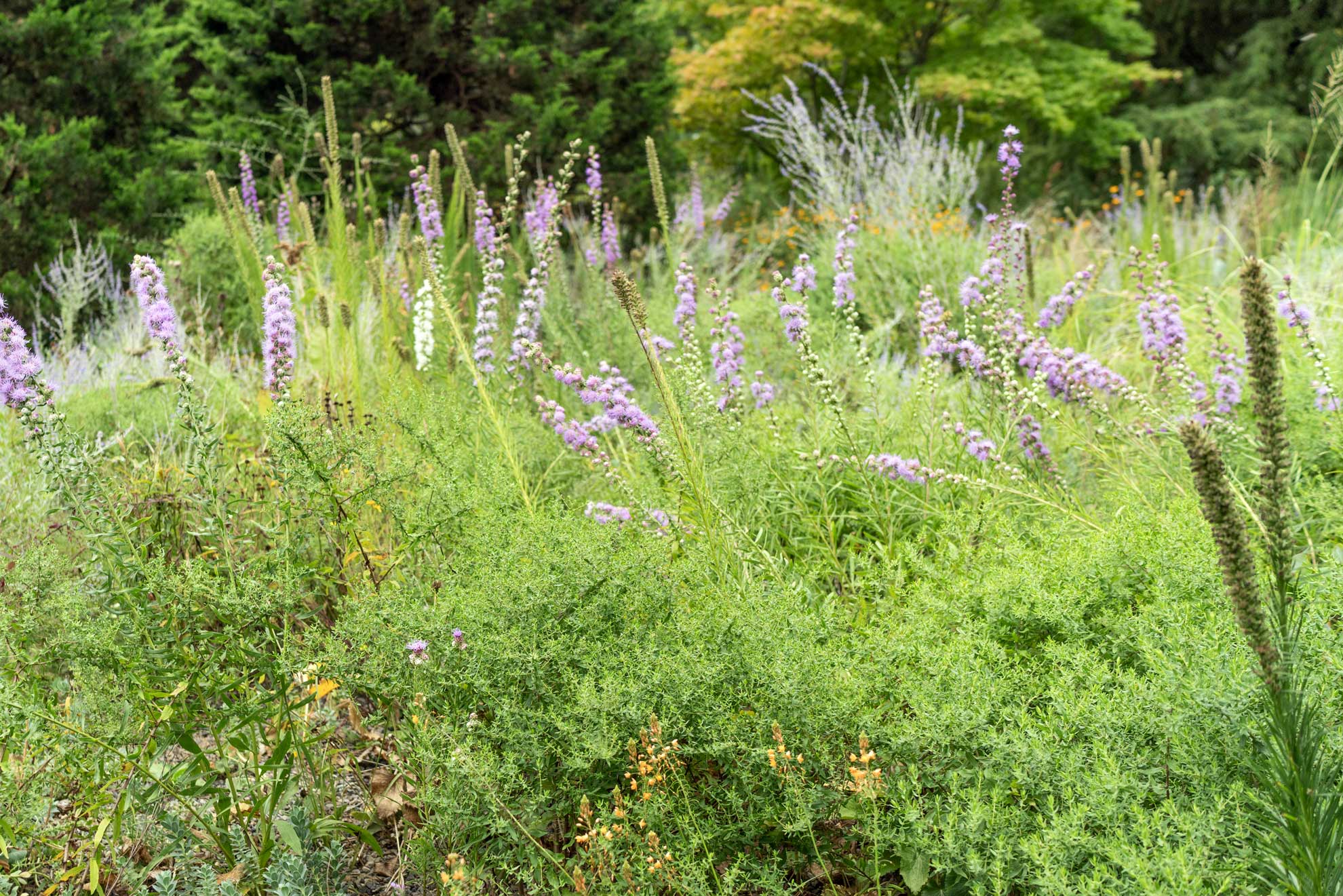 Blazing star spikes scattered through a soft, mixed planting of natives