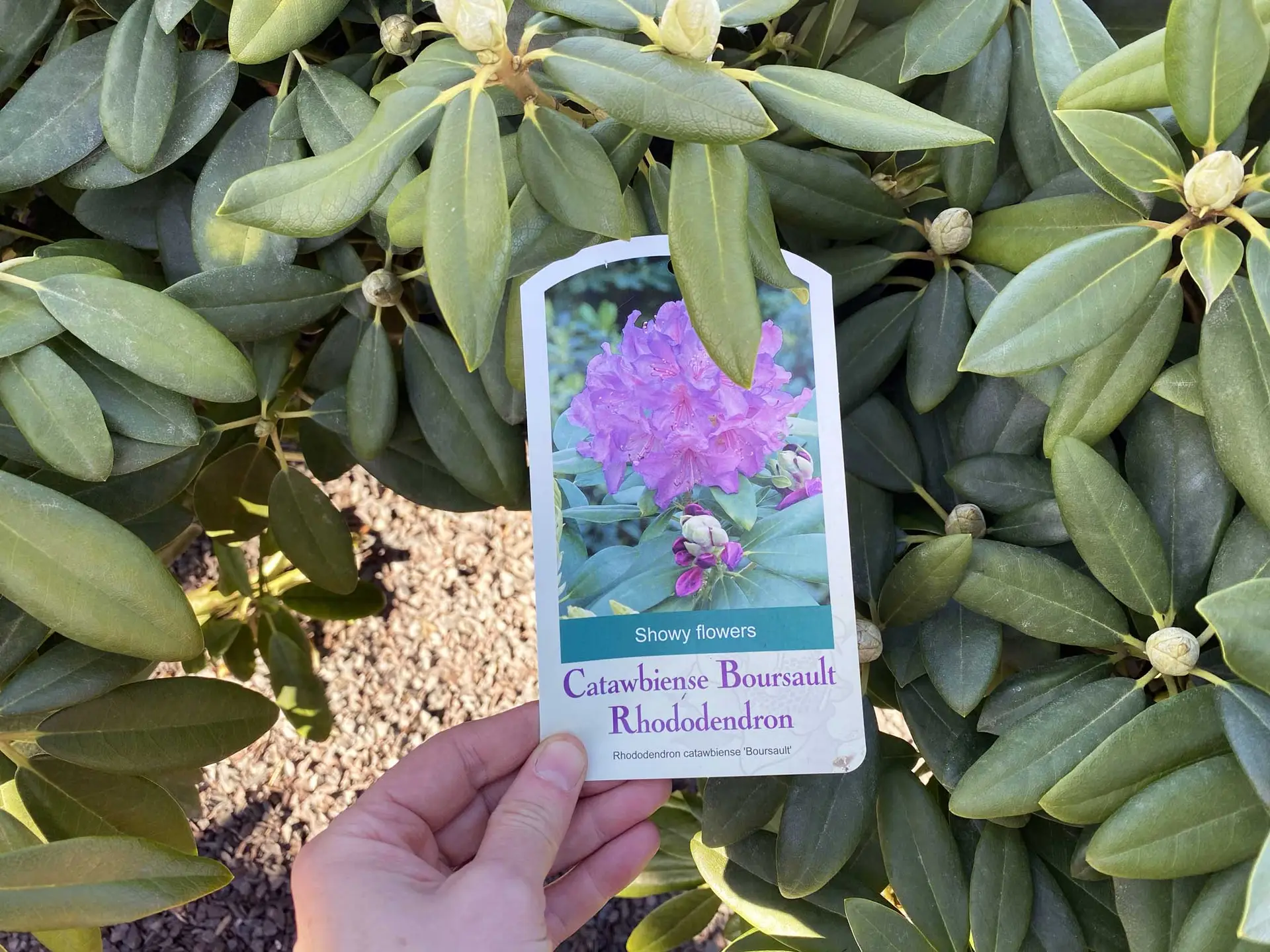 Catawba rhododendron nursery tag for ‘Boursault’, held up in front of the shrub’s leaves