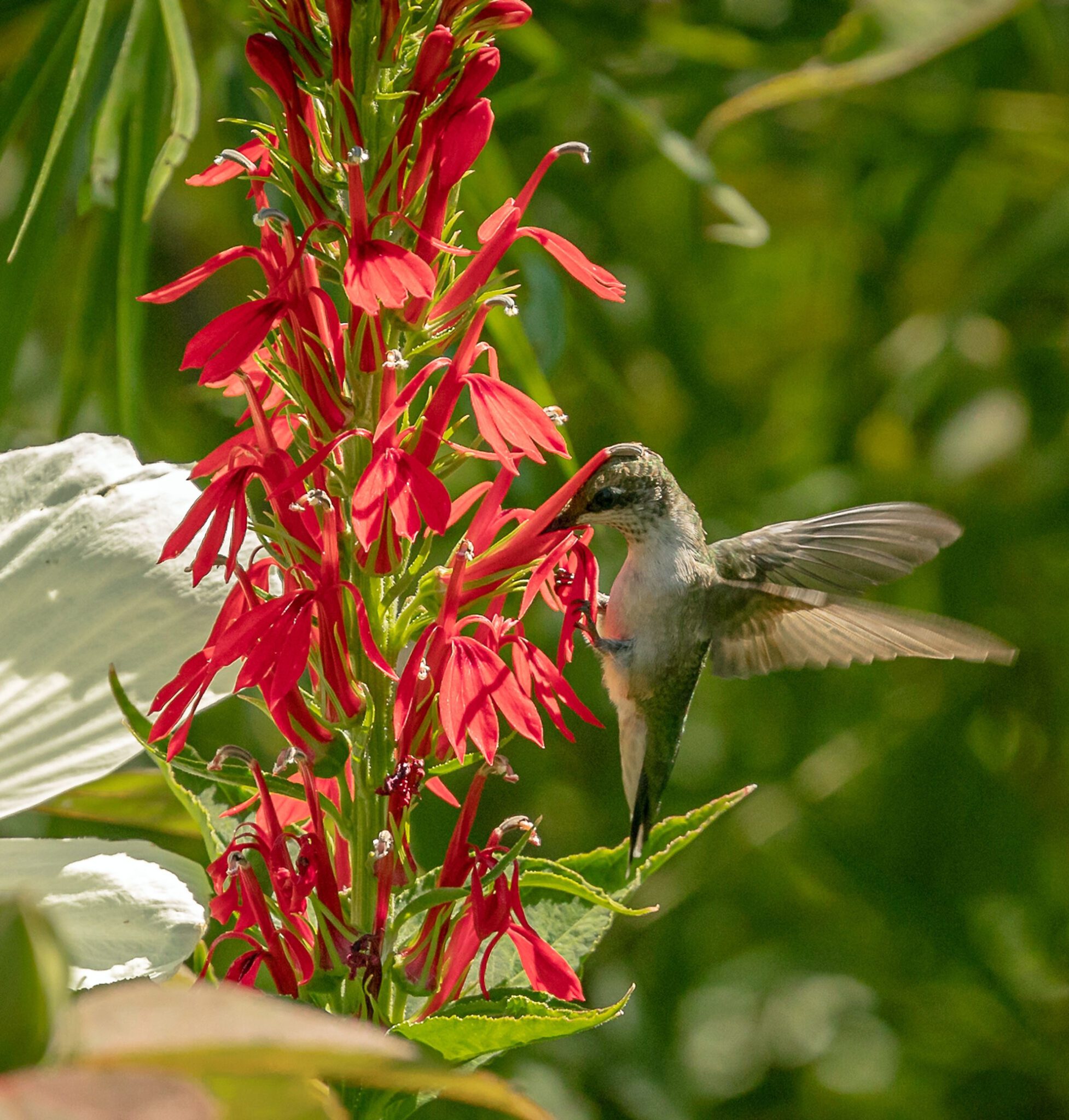 Growing Cardinal Flower A Guide The Plant Native