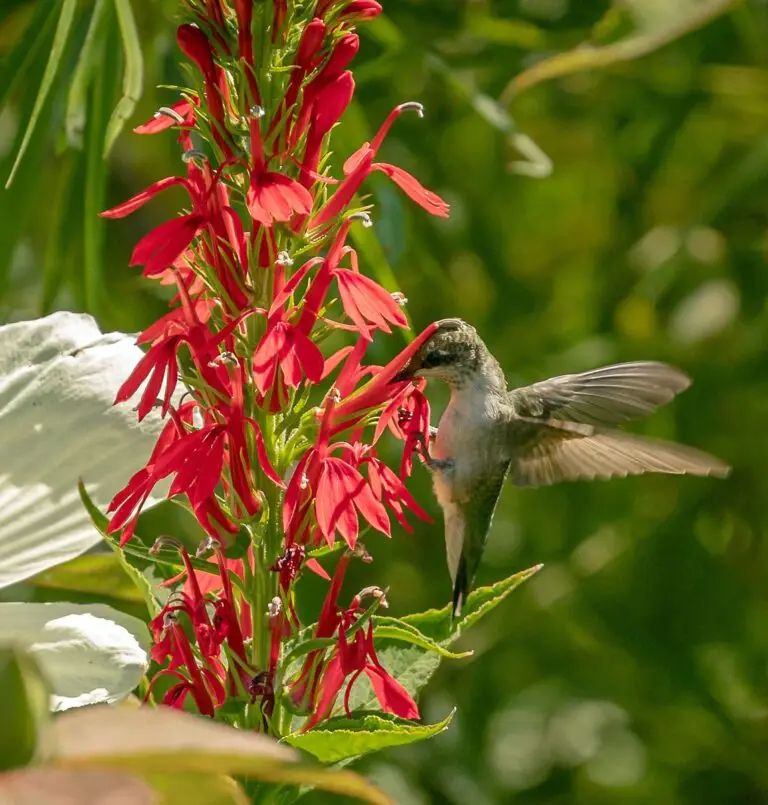 Growing Cardinal Flower: A Guide | The Plant Native