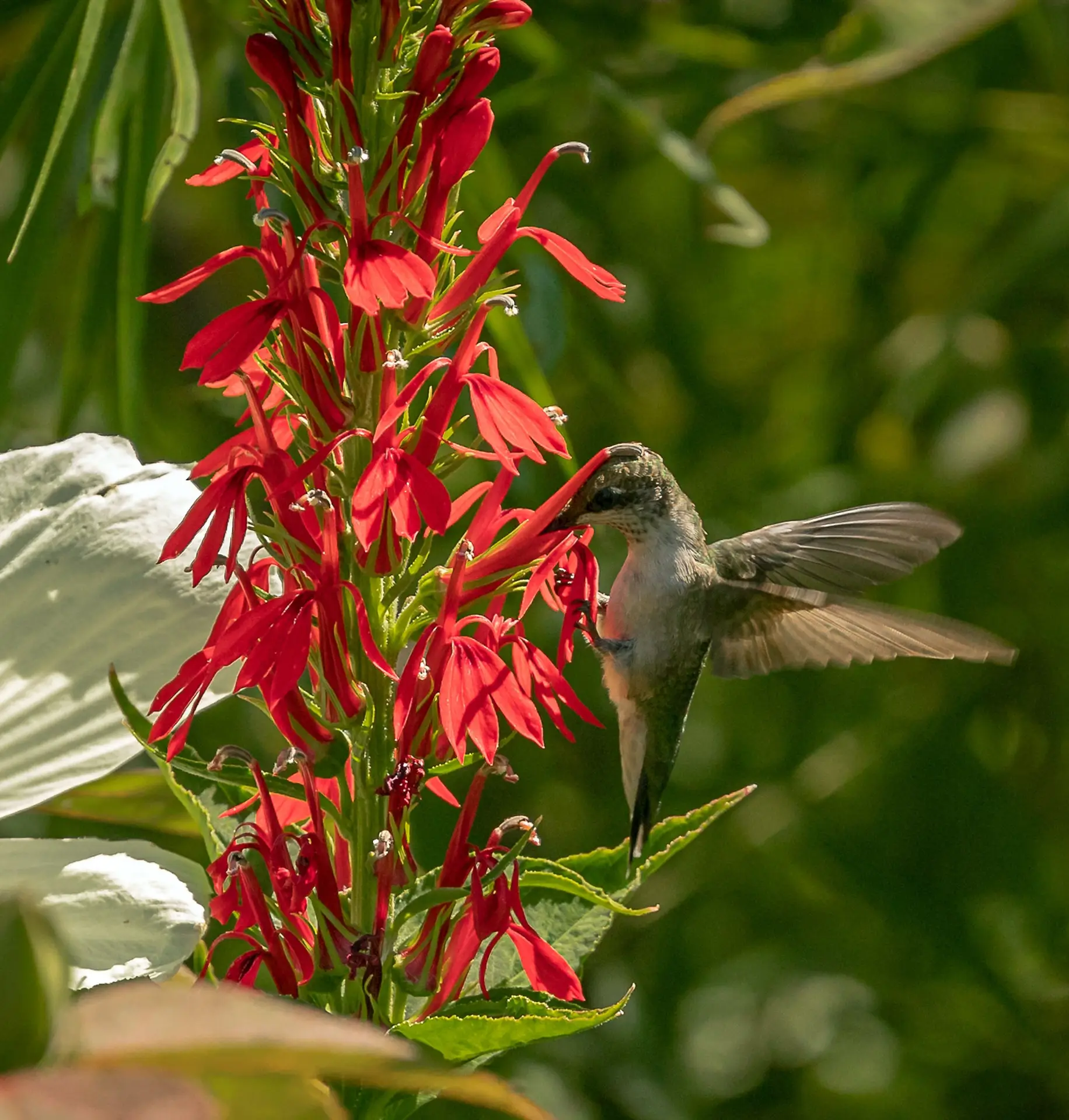 Ruby-throated hummingbird drinking from a cardinal flower’s red blooms