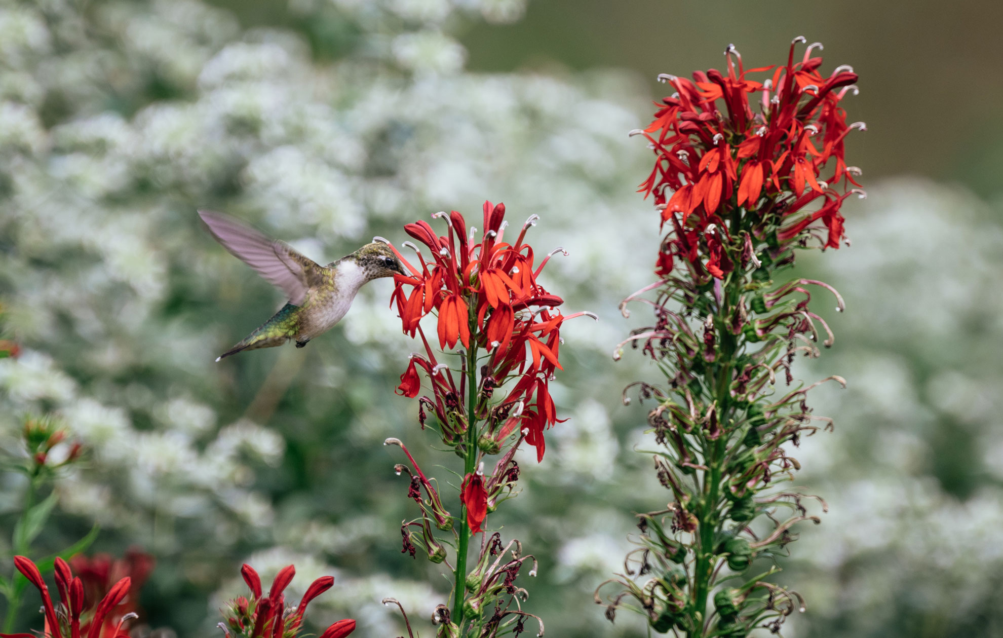 Growing Cardinal Flower A Guide The Plant Native