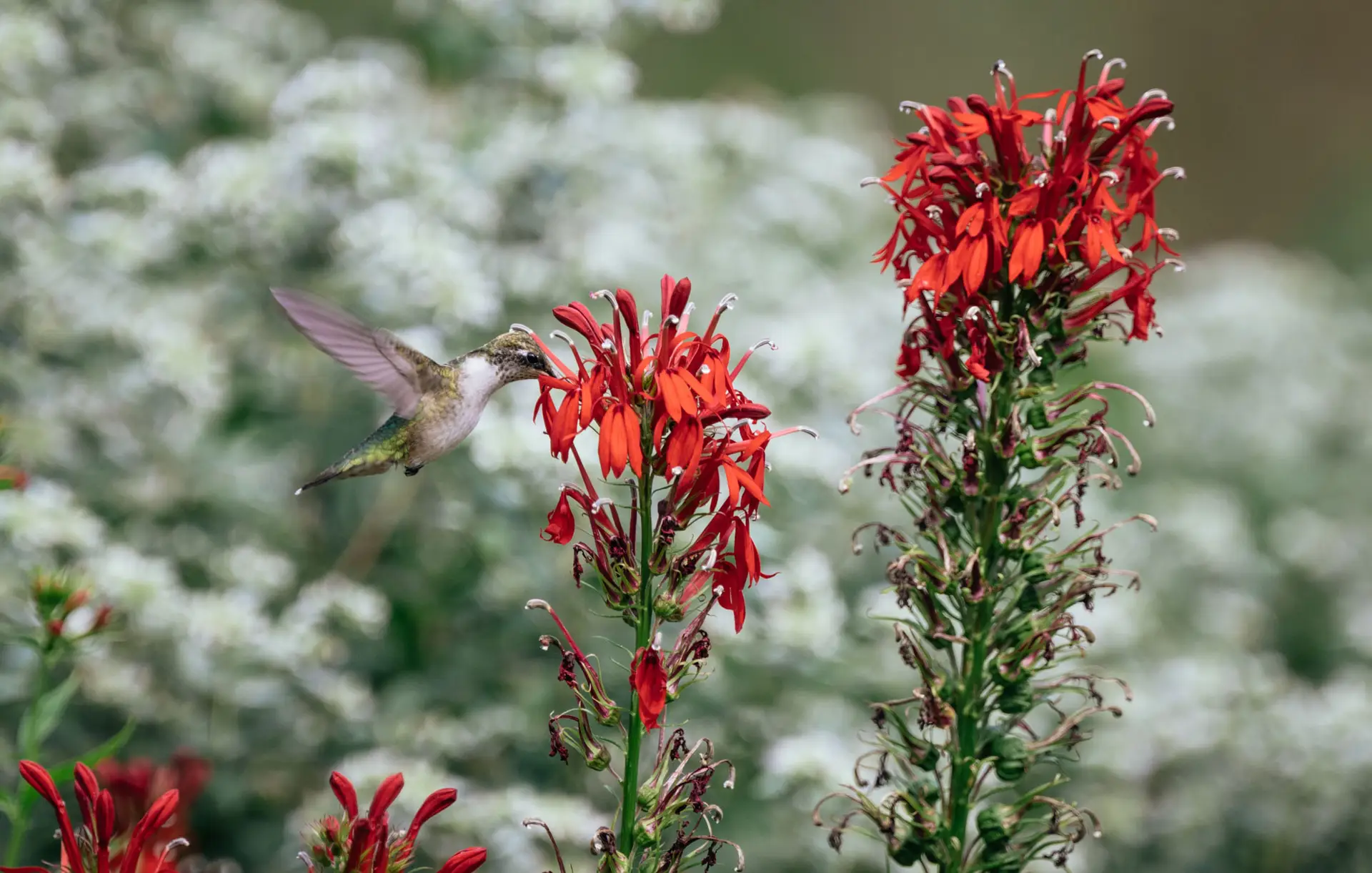 Hummingbird at a cardinal flower, with white mountain mint behind