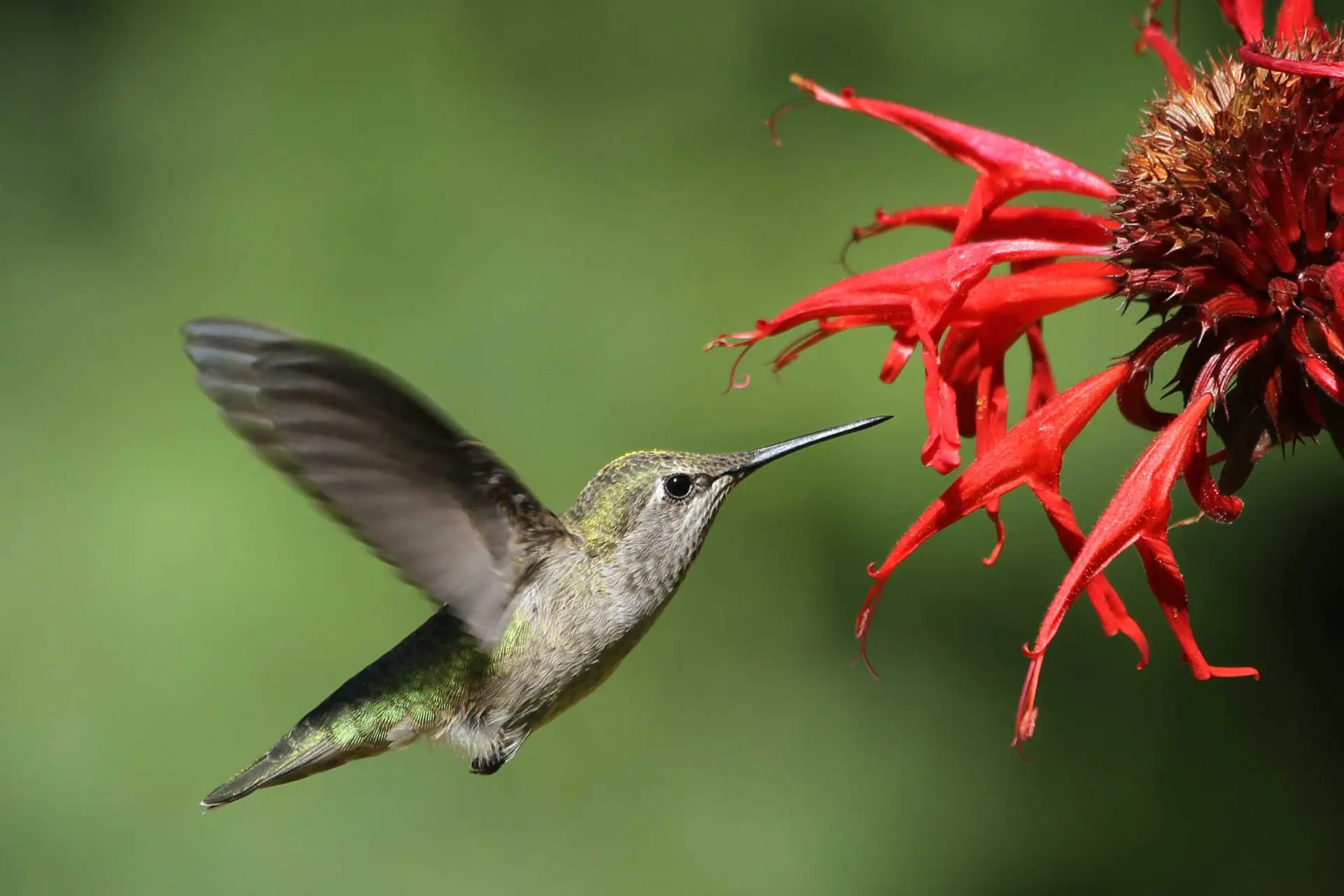 Scarlet bee balm with a hummingbird hovering at a flower