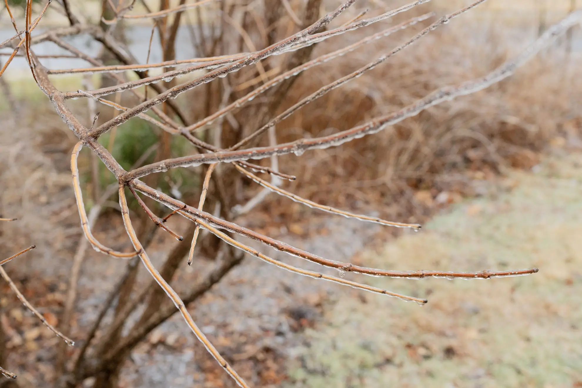 Buttonbush’s bare stems in winter, coated in frost