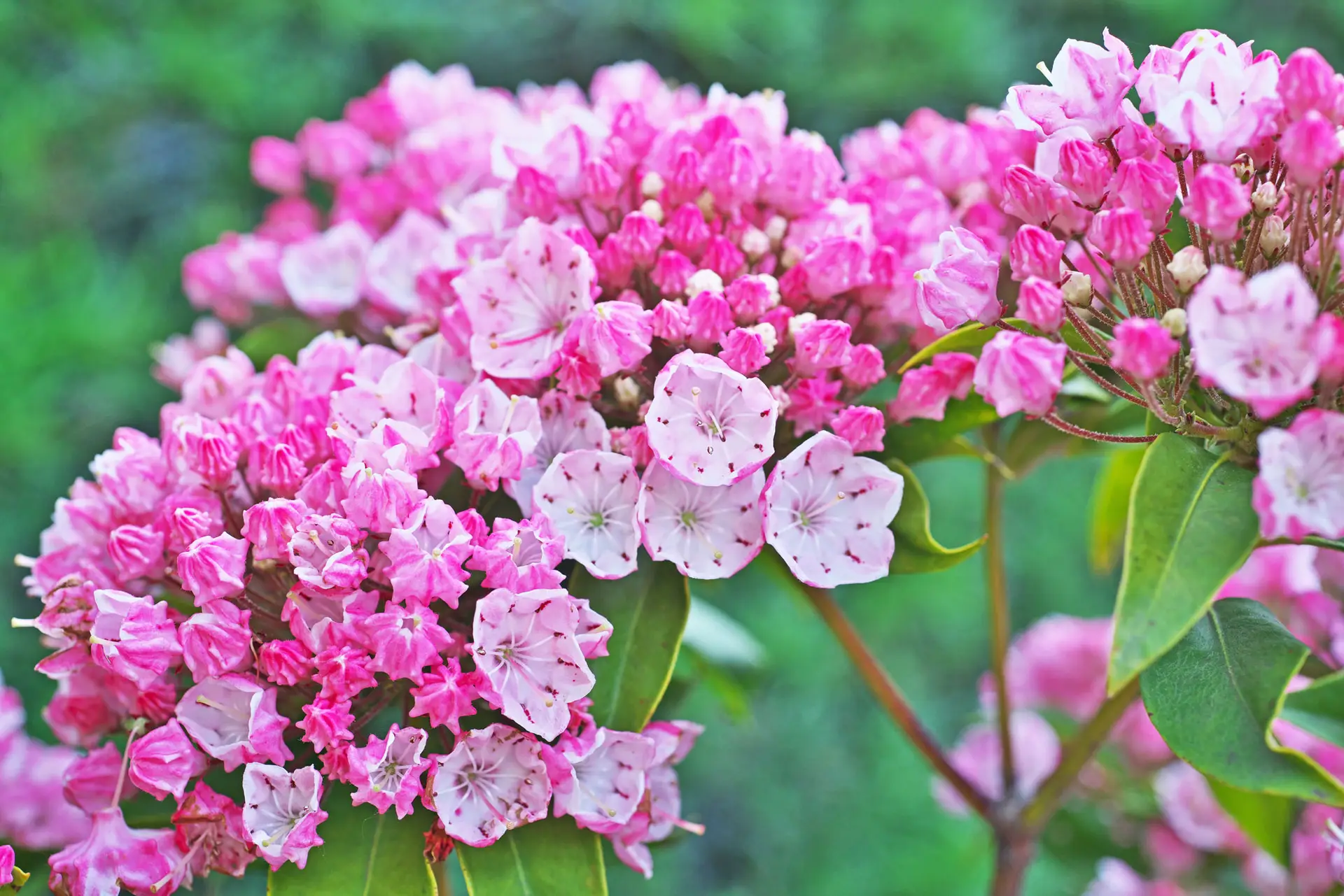 ‘Tinkerbell’ mountain laurel, dense clusters of bright pink buds and pale pink flowers
