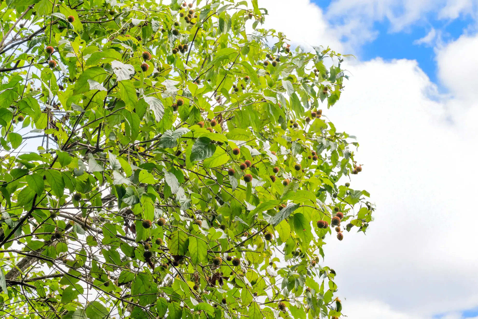 Buttonbush grown to tree size, branches full of leaves and round seed heads against the sky