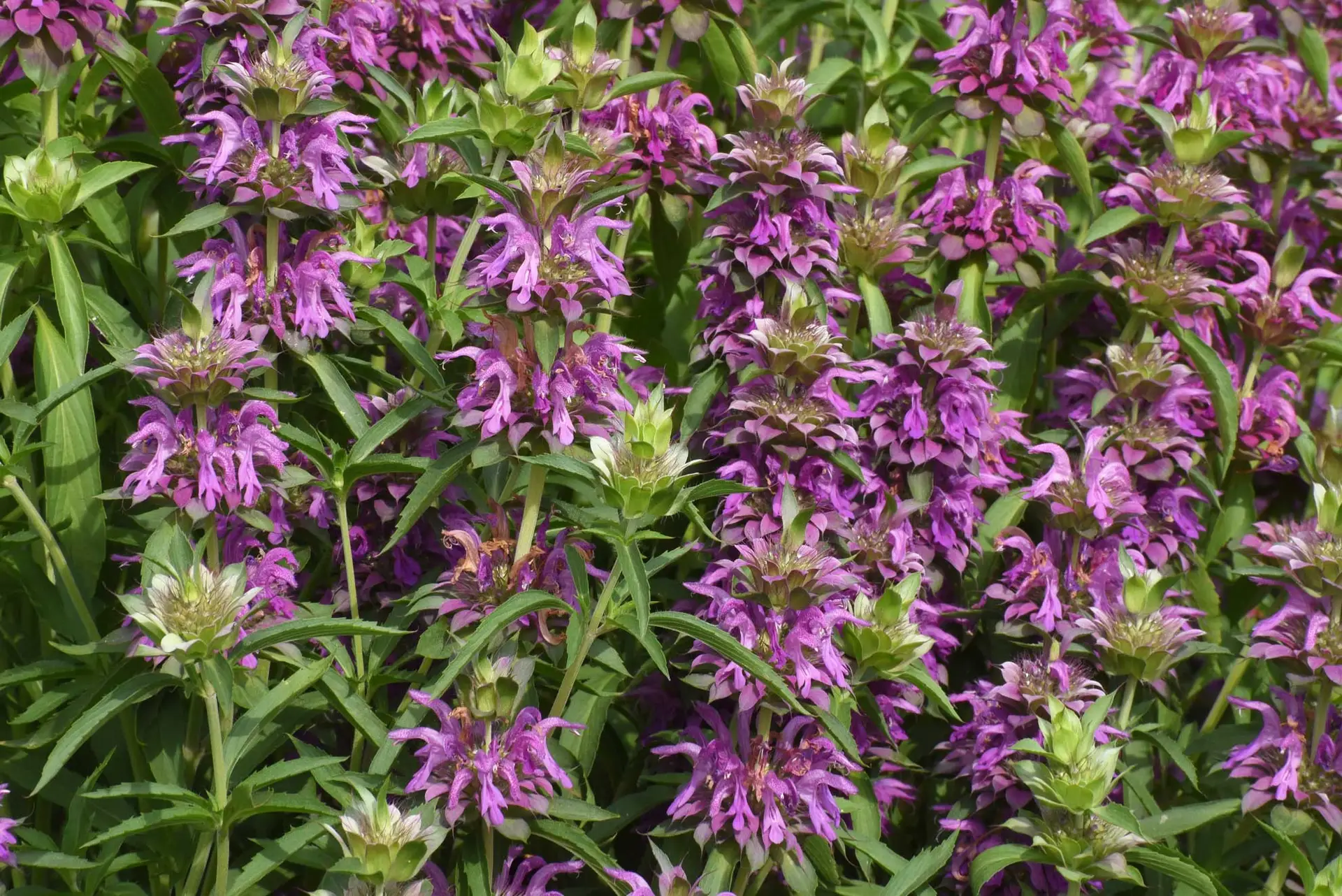 Lemon bee balm, purple flowers stacked in tiers up the stems