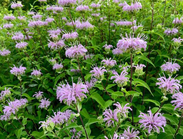 Benefits of Planting Native Bee Balm | The Plant Native