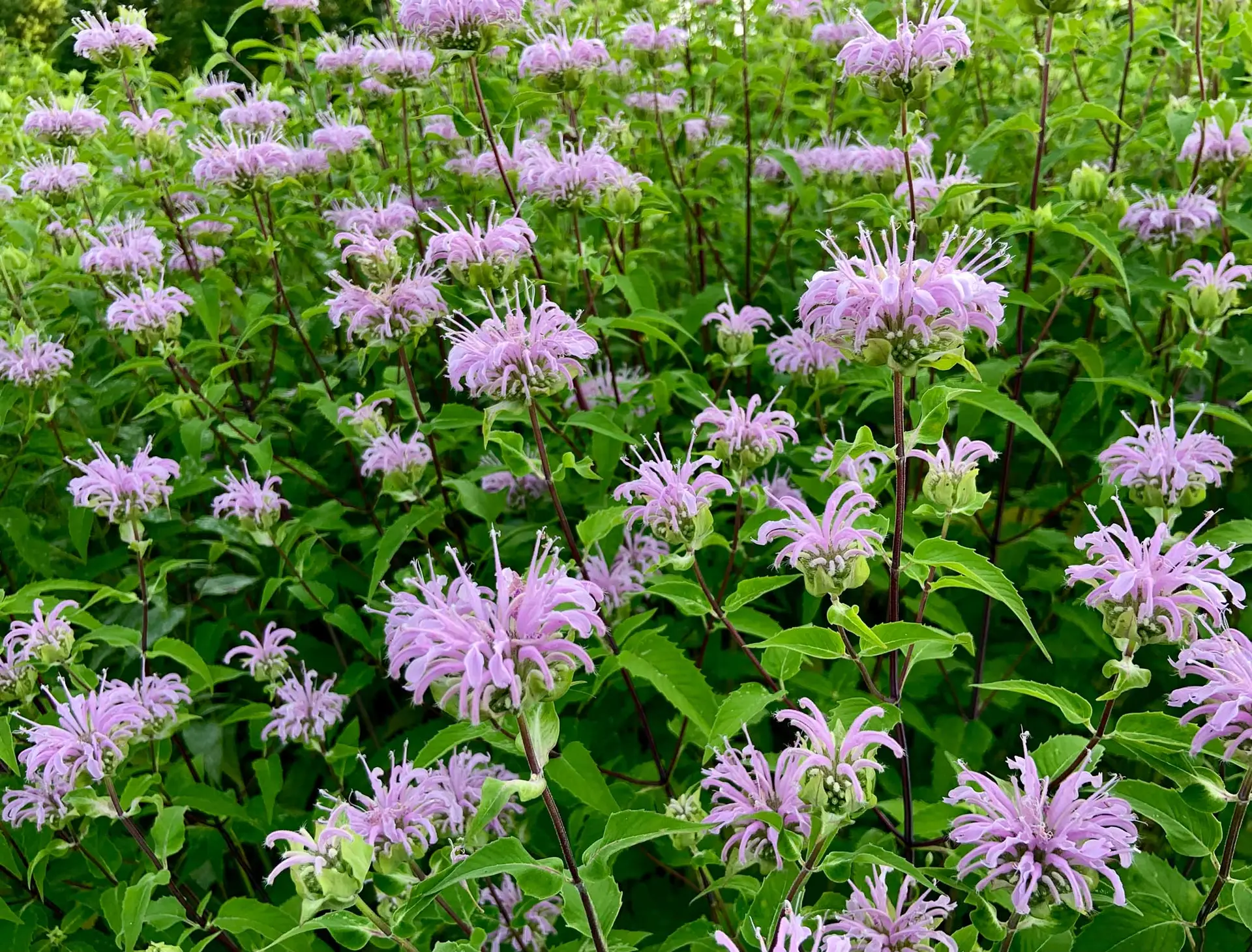 Wild bergamot, a patch of pale lavender flowers on tall stems