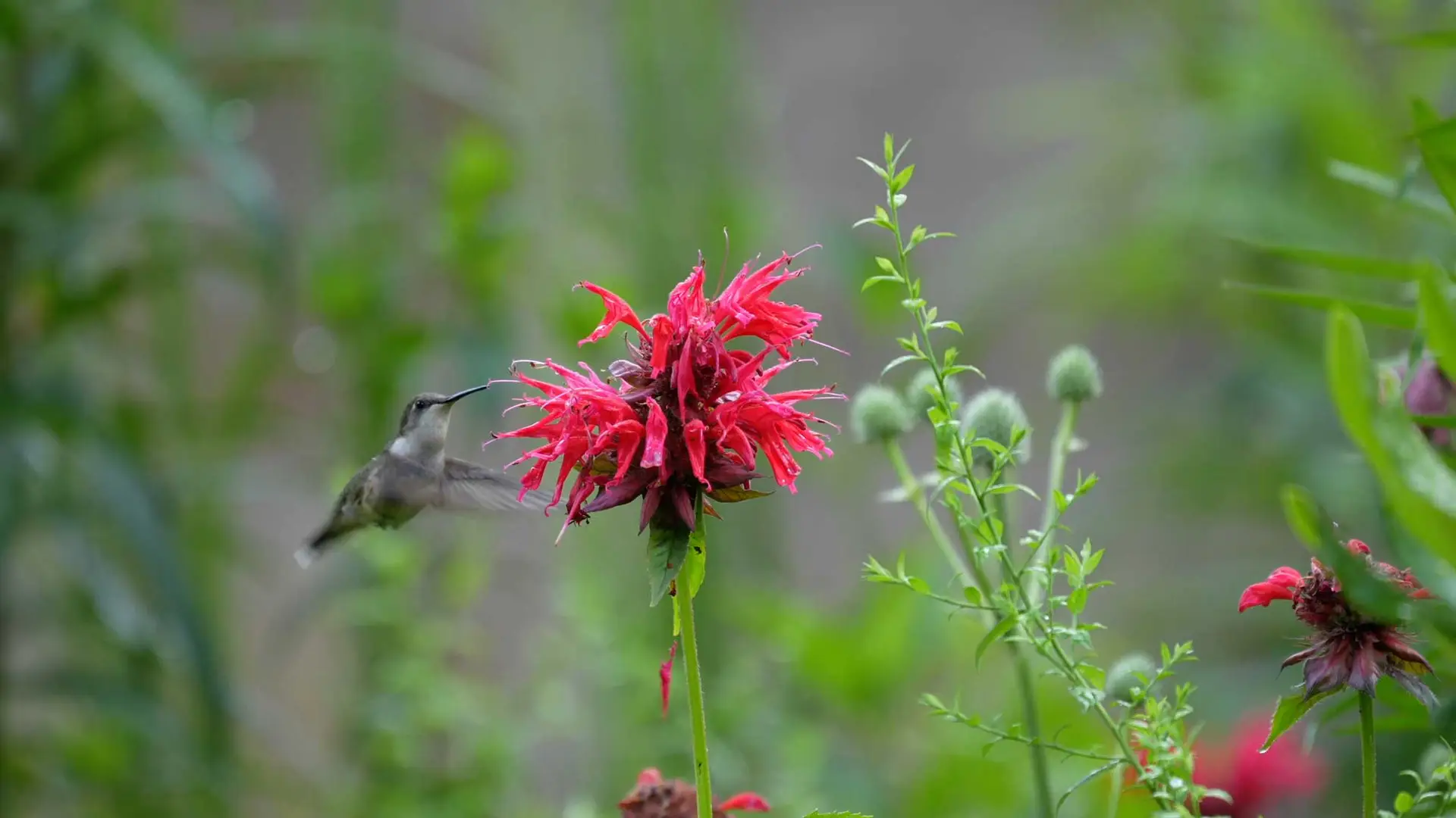 Red bee balm flower with a hummingbird hovering to drink from it