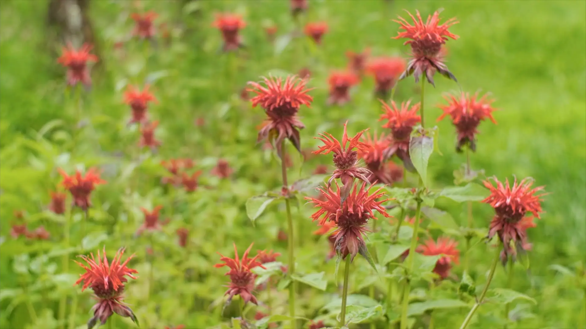 Bee balm, shaggy red flower heads on tall stems